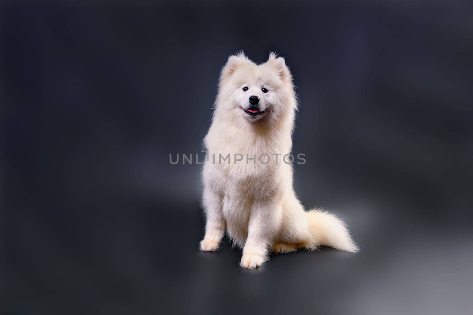 A white Samoyed dog after express molting, washing and drying sitting on a black background with bright spots of light