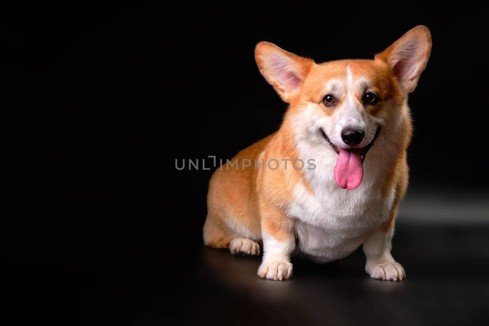 The Welsh Corgi dog, sitting in front of the camera, looks directly at the object. Studio photo