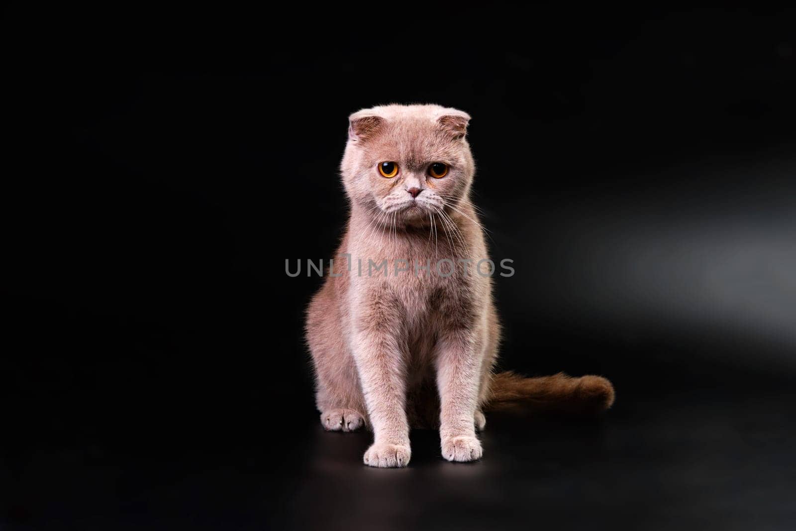 A British shorthair cat after combing on a black background in close-up. The cleanest cat