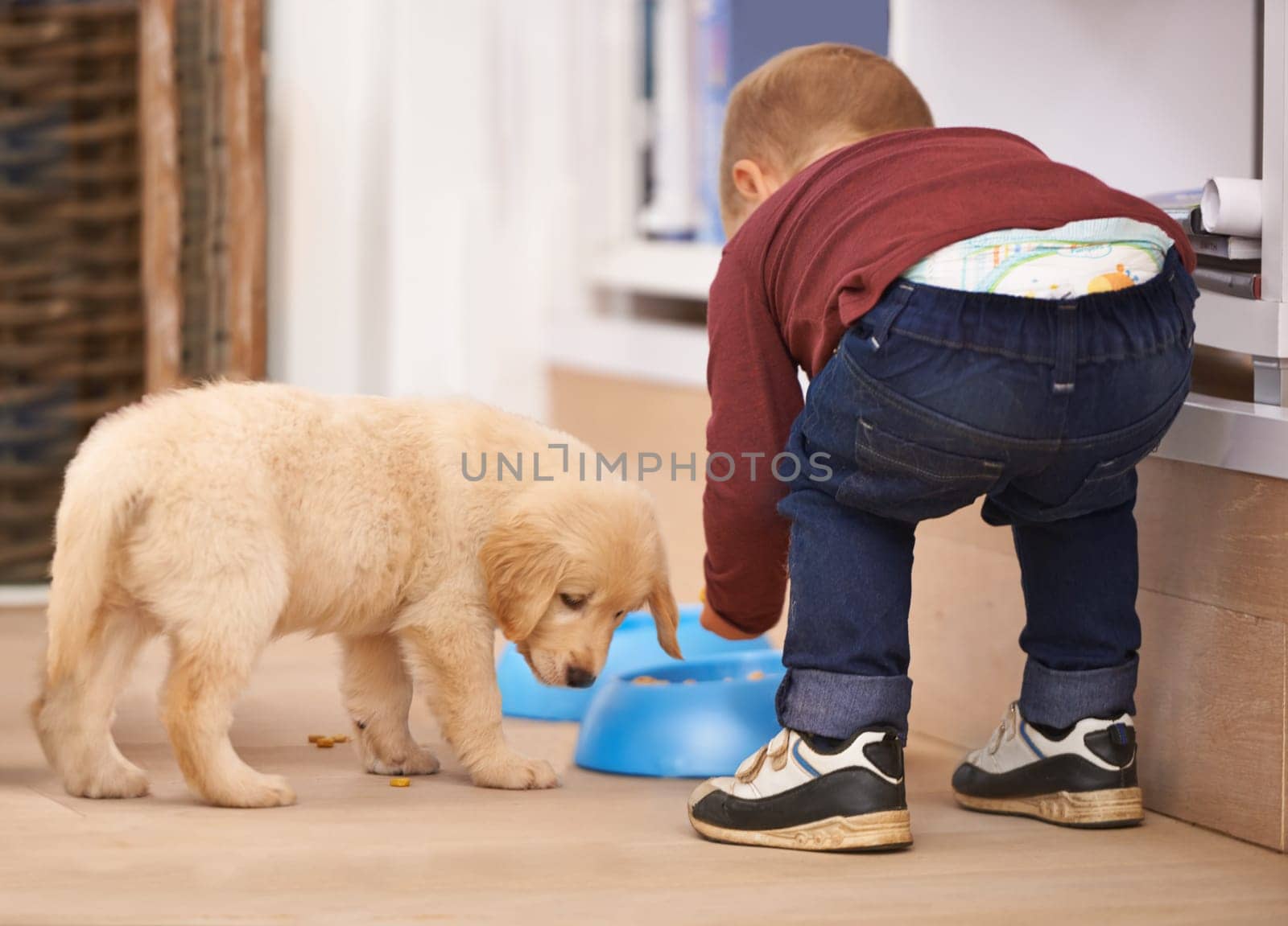 Child, puppy and bowl with home, food and pet with love at house. Kid, dog and golden retriever or hungry labrador with youth, bonding or sharing together with responsibility for animals or pets.