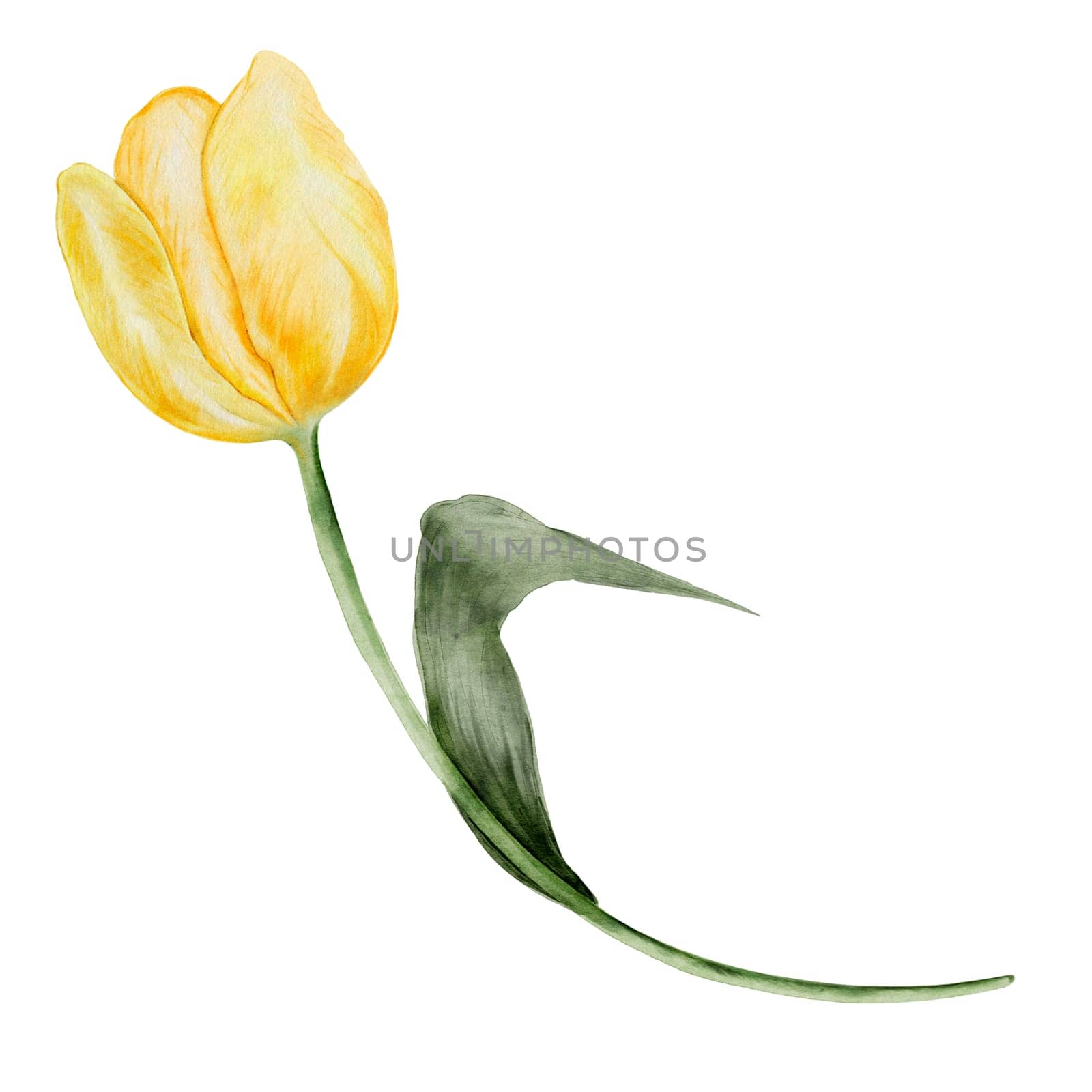 Tulip watercolor drawing. Illustration of a yellow flower hand drawn on an isolated white background. Botanical clip art of spring plant. For design of cards, banners and invitations. High quality illustration