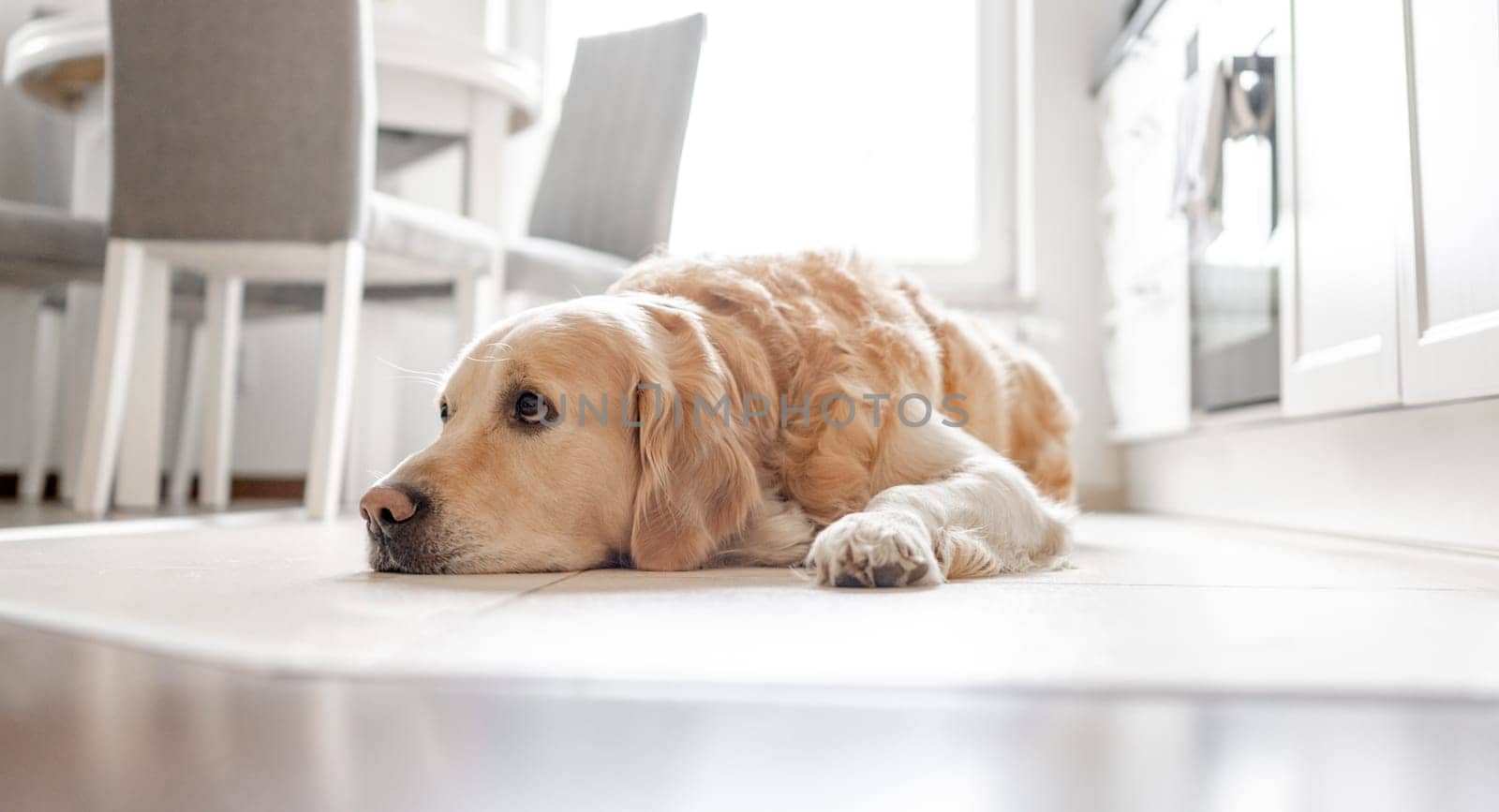 Golden Retriever Dog Lies On Kitchen Floor Bathed In Light