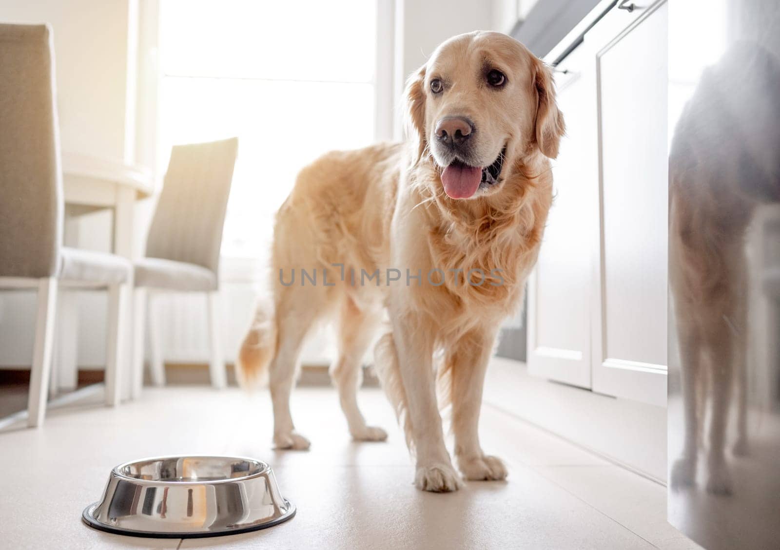 Golden Retriever Dog Stands Near Bowl In Kitchen