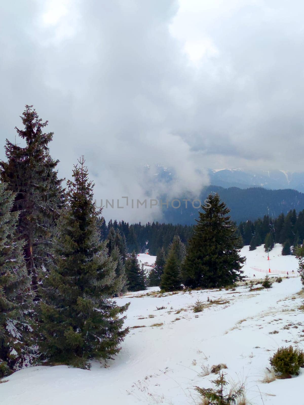 spruce trees against the backdrop of a winter foggy mountain landscape by Annado