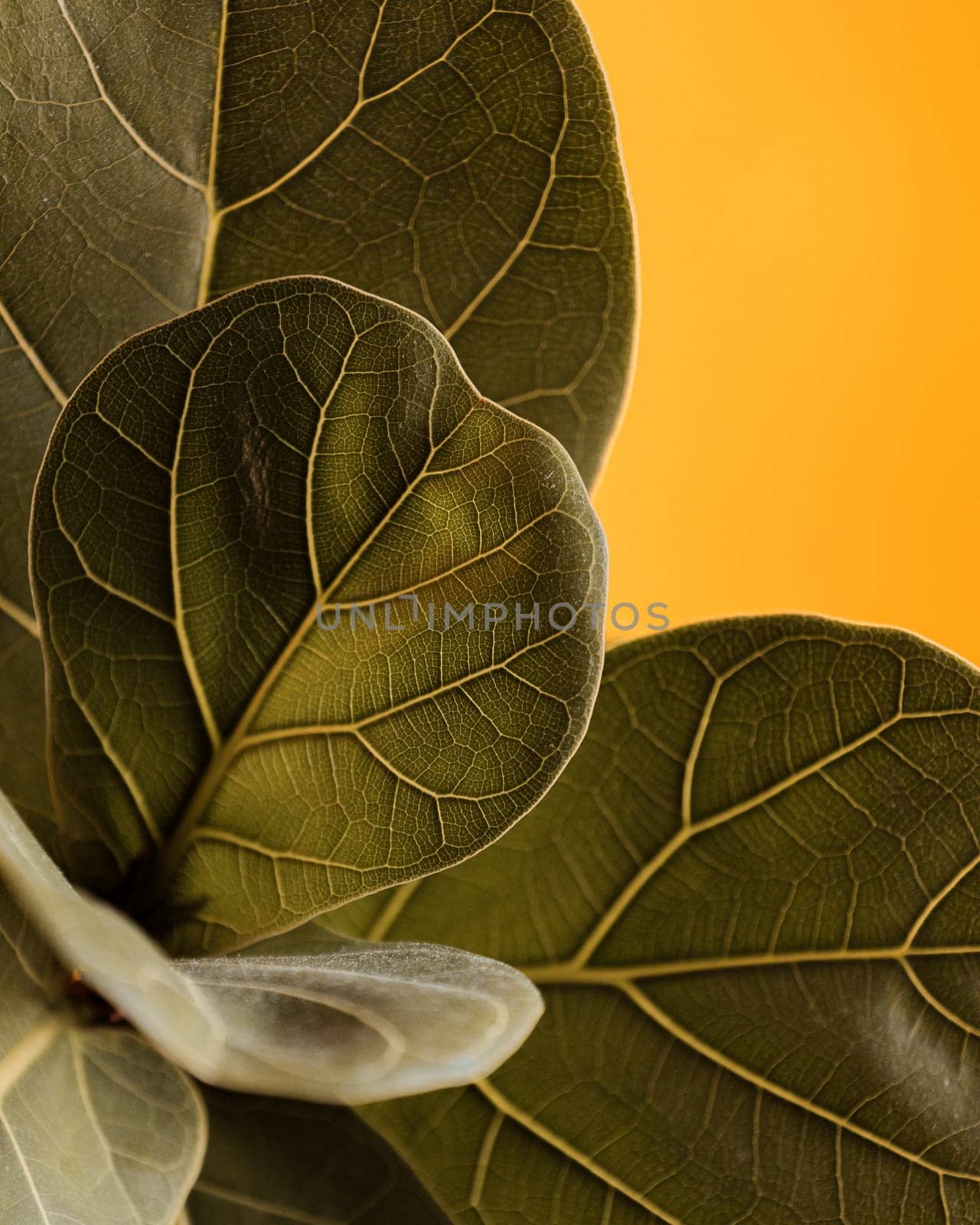 Close-Up of Green Leaves Veins on a Yellow Background by apavlin