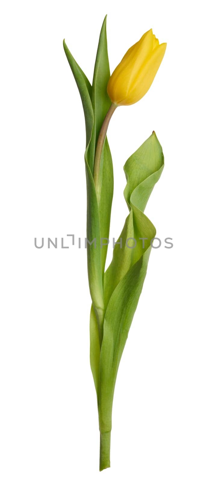 Yellow blooming tulip with green leaves on isolated background by ndanko