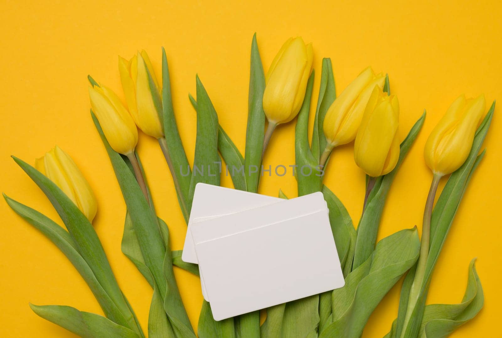Bouquet of blooming yellow tulips with green leaves on a yellow background by ndanko