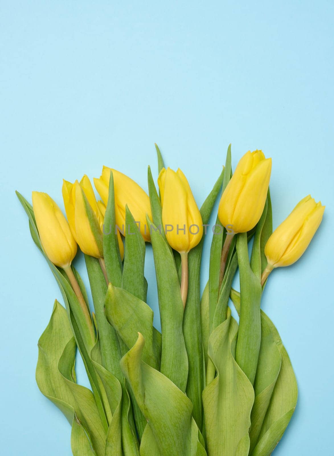 Bouquet of blooming yellow tulips with green leaves on a blue background, top view