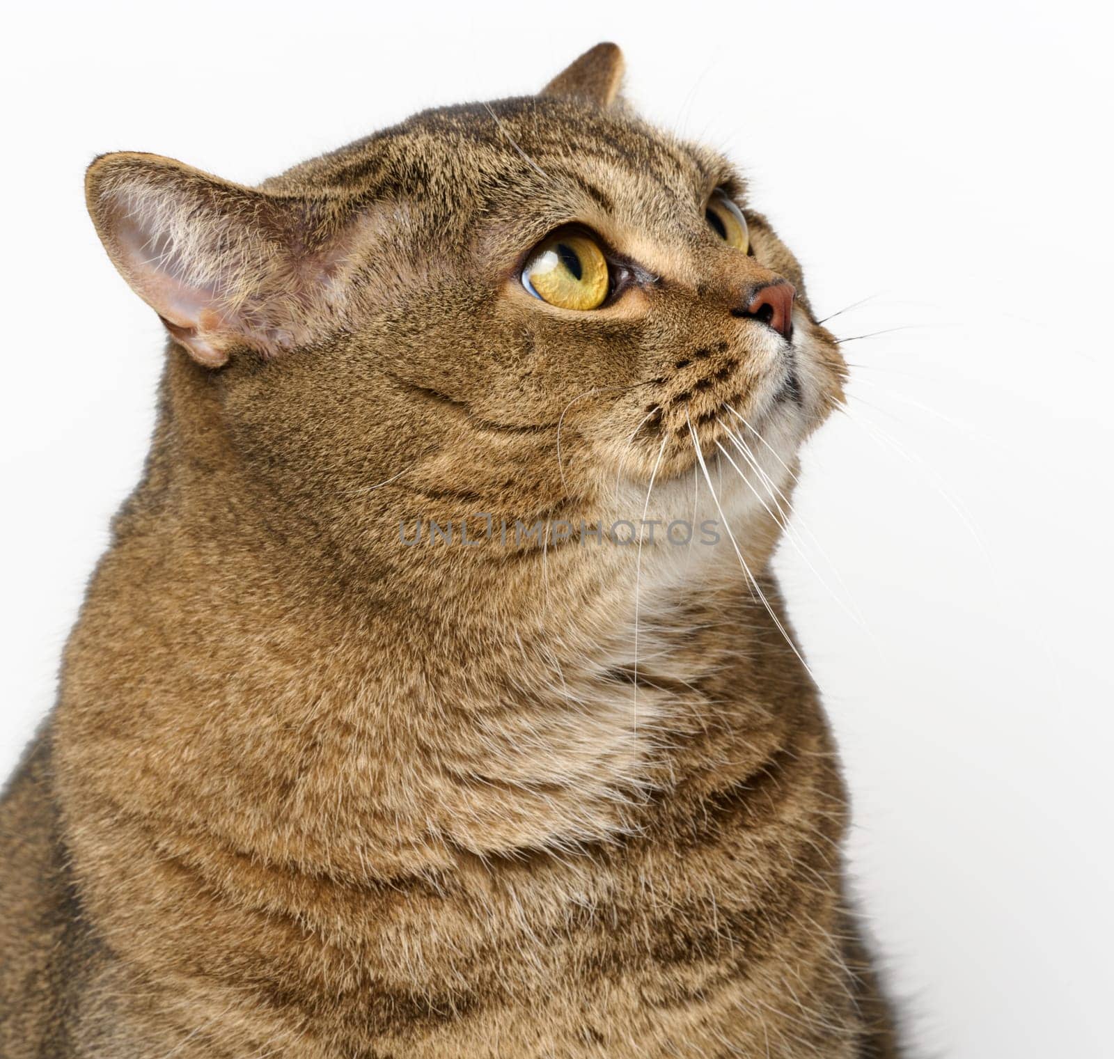 An adult gray cat sits on a white background, a funny face