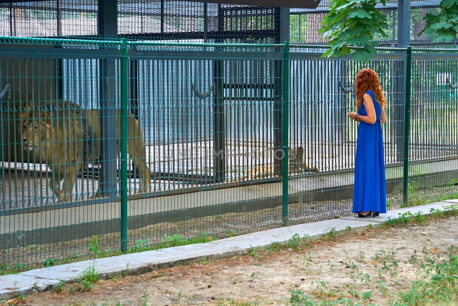 Young red haired woman in a blue dress stands near a cage with lions in a zoo by jovani68