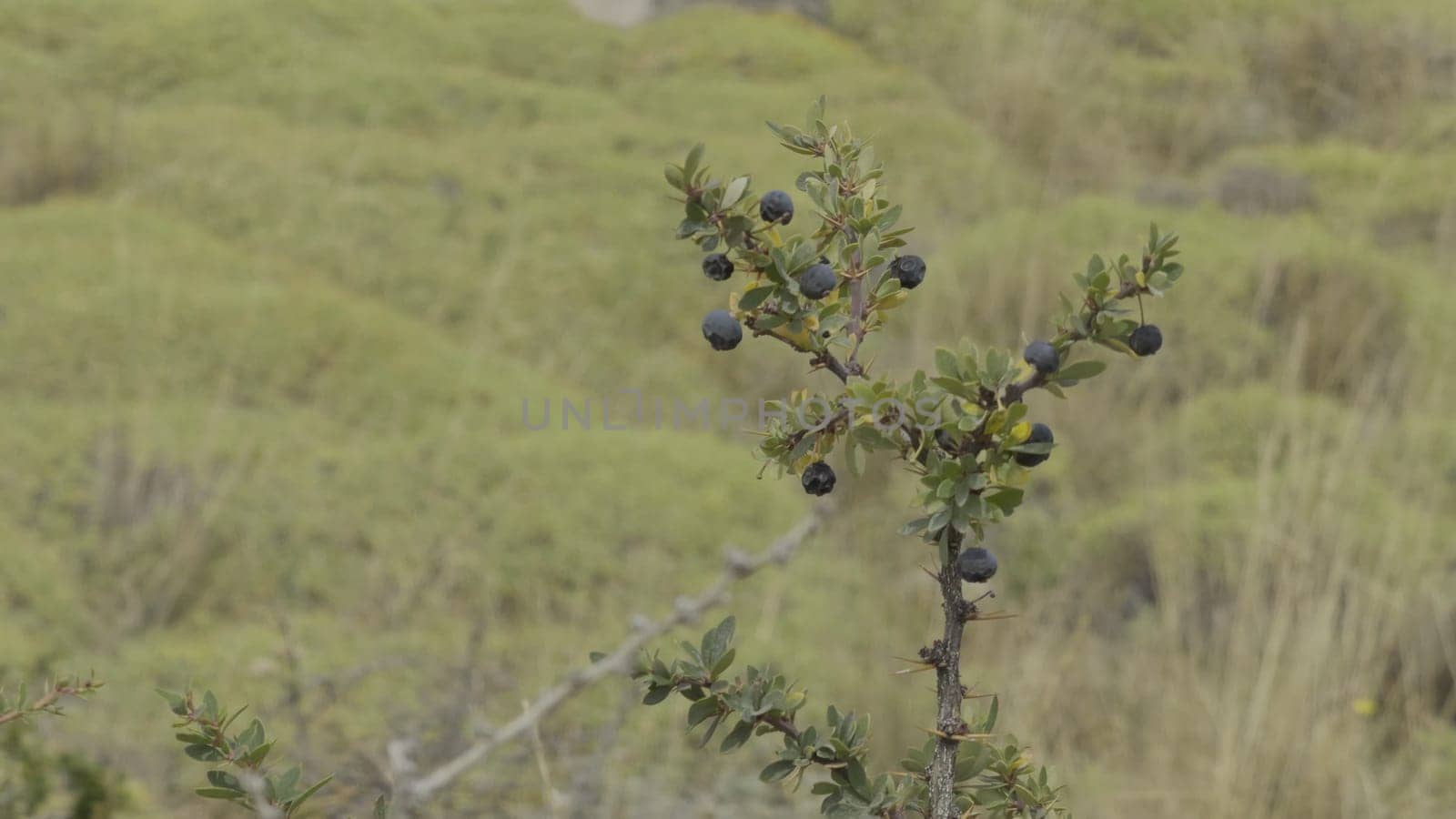 Black Calafate Berries on Tree in Soft Focus Background by FerradalFCG