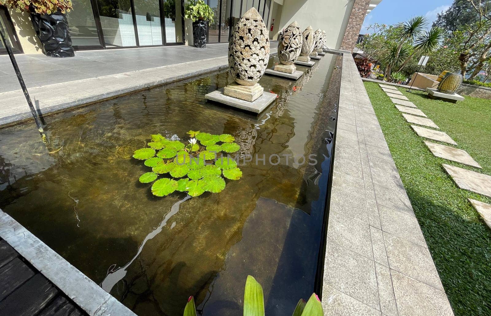 Selective focus of koi fish pond or brocade carp, with lotus plant on the water in modern pond design