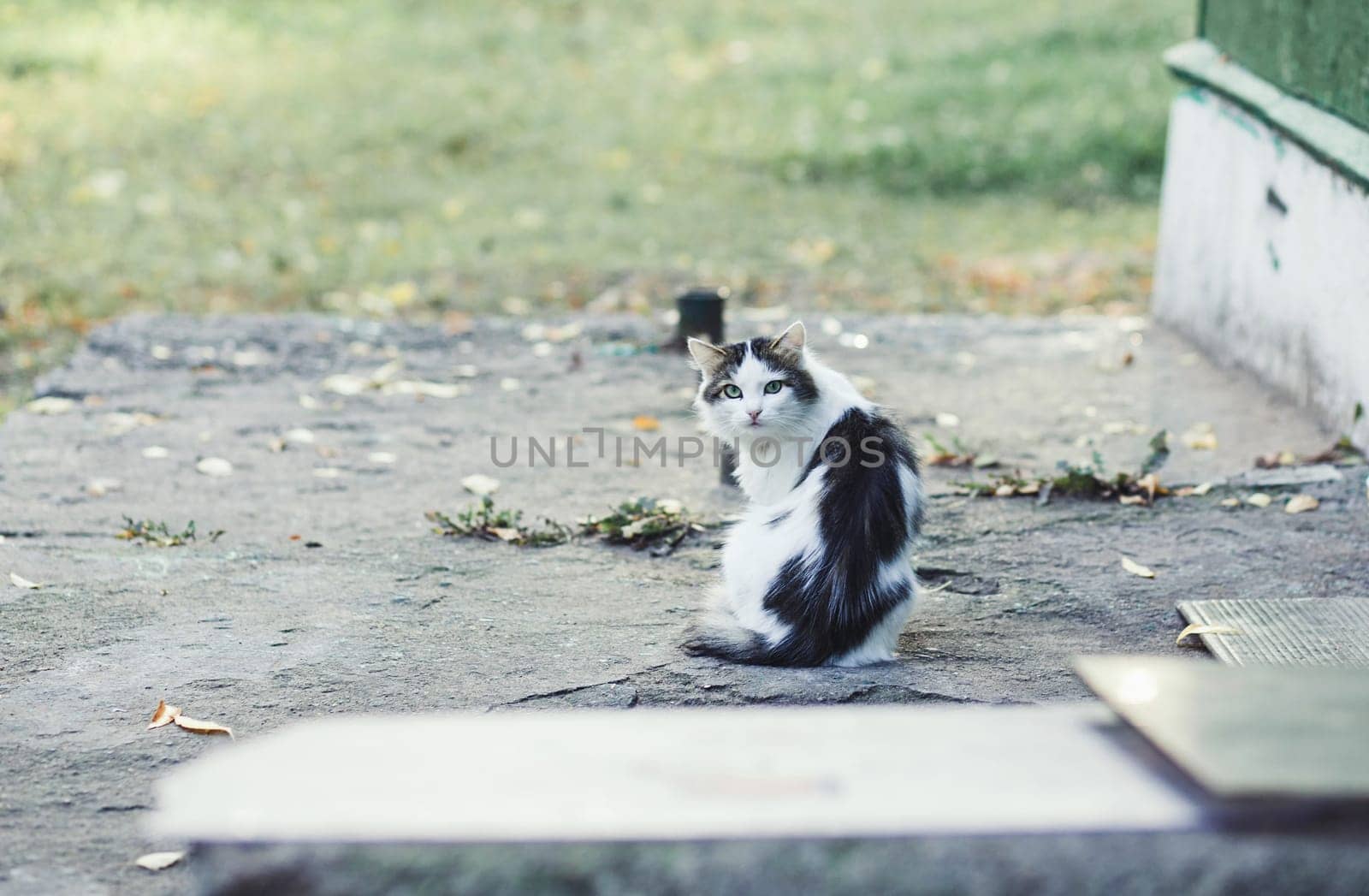 Alone fluffy cat on the street park