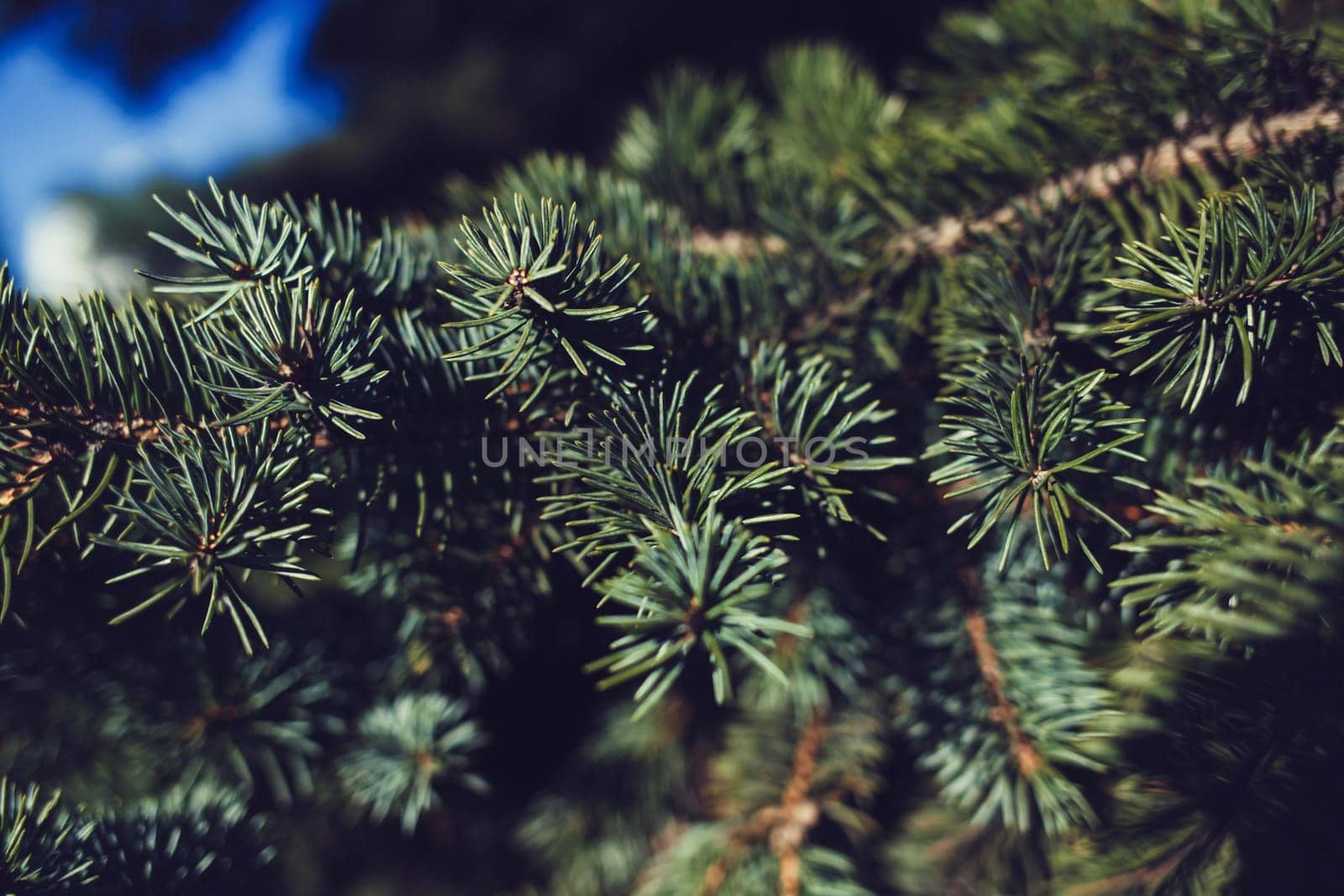 Christmas fir tree branches background.