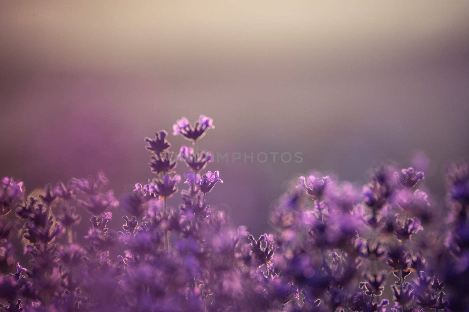 Lavender flower background. Violet lavender field sanset close up. Lavender flowers in pastel colors at blur background. Nature background with lavender in the field