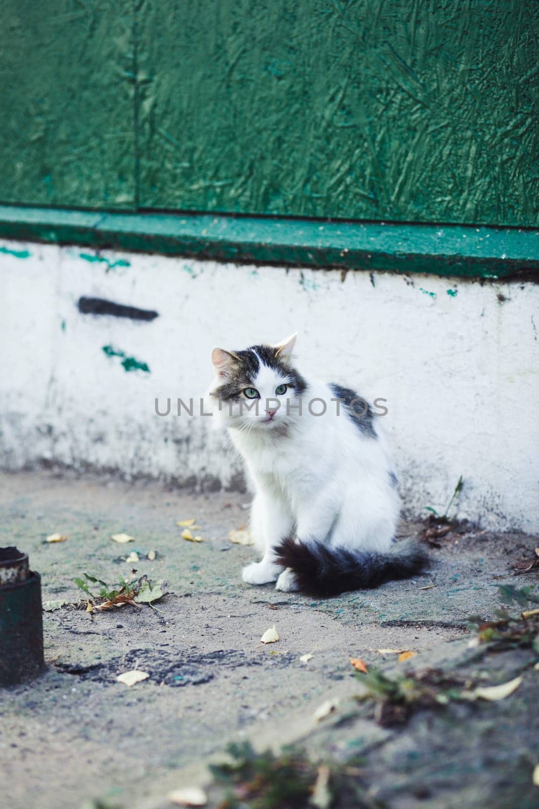 homeless cat outdoors sitting alone near weathered wall,