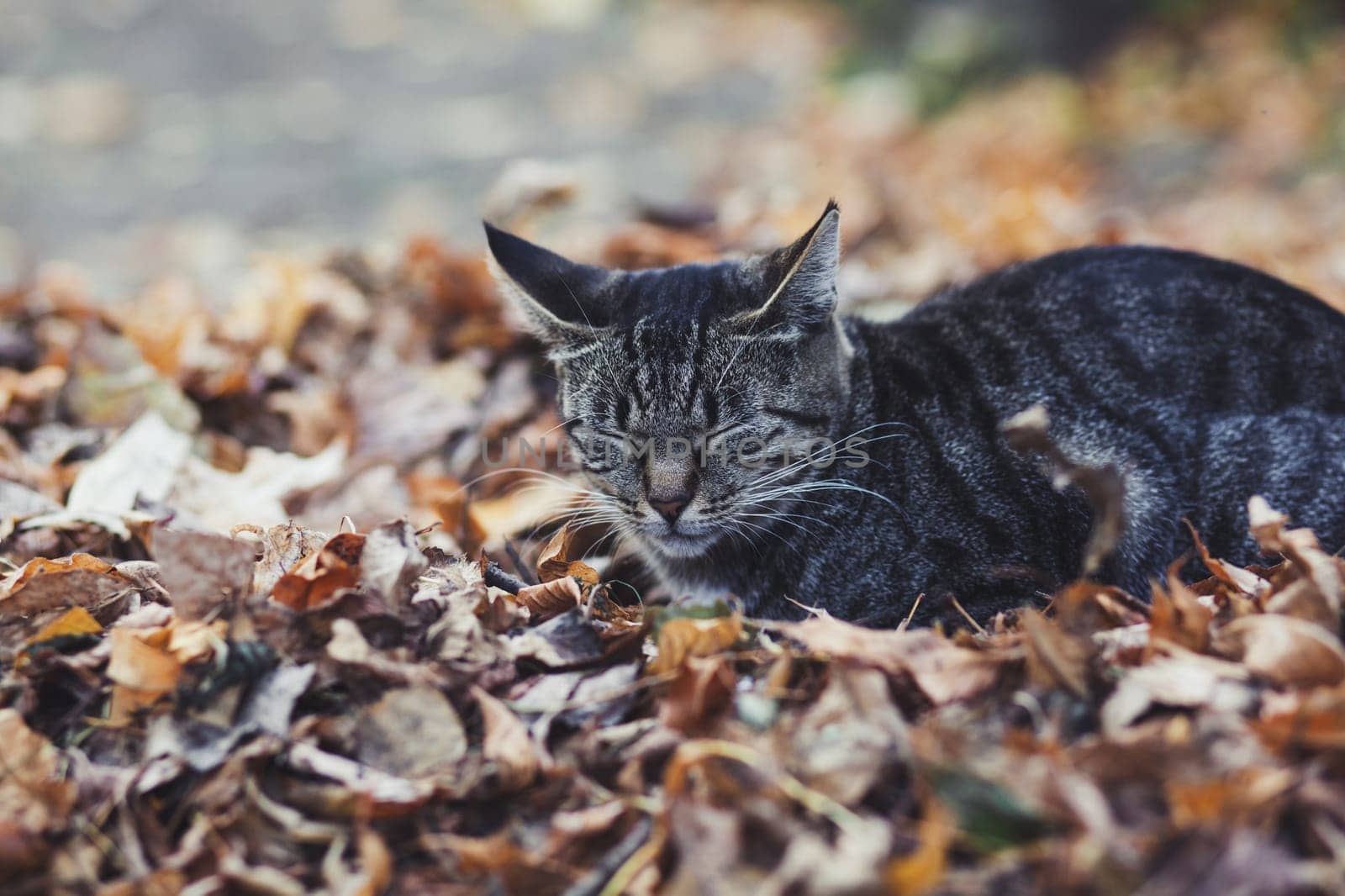 Street cat sleeping on autumn leaves