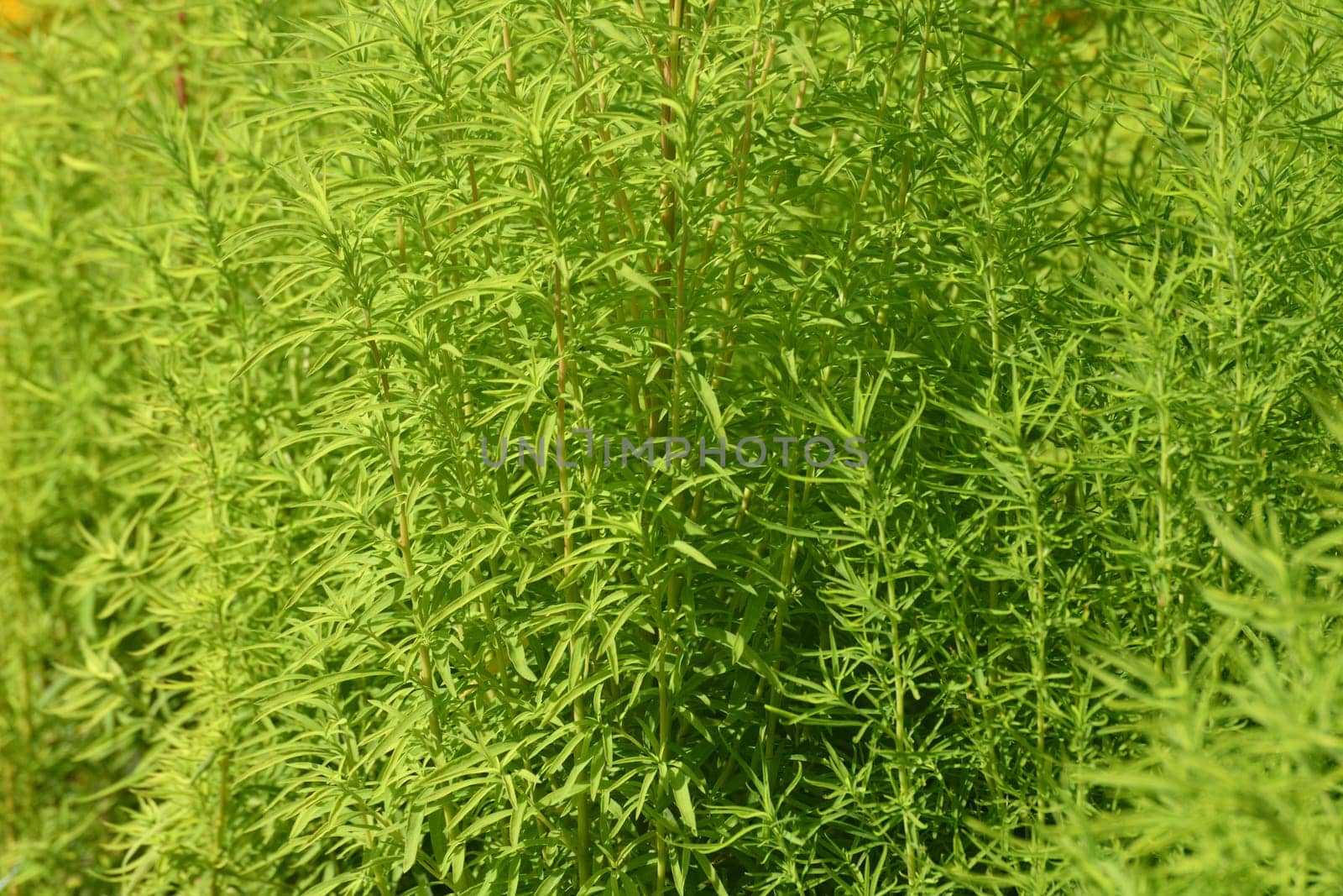 Kochia scoparia is an ornamental herbaceous plant used for landscaping gardens by olgavolodina