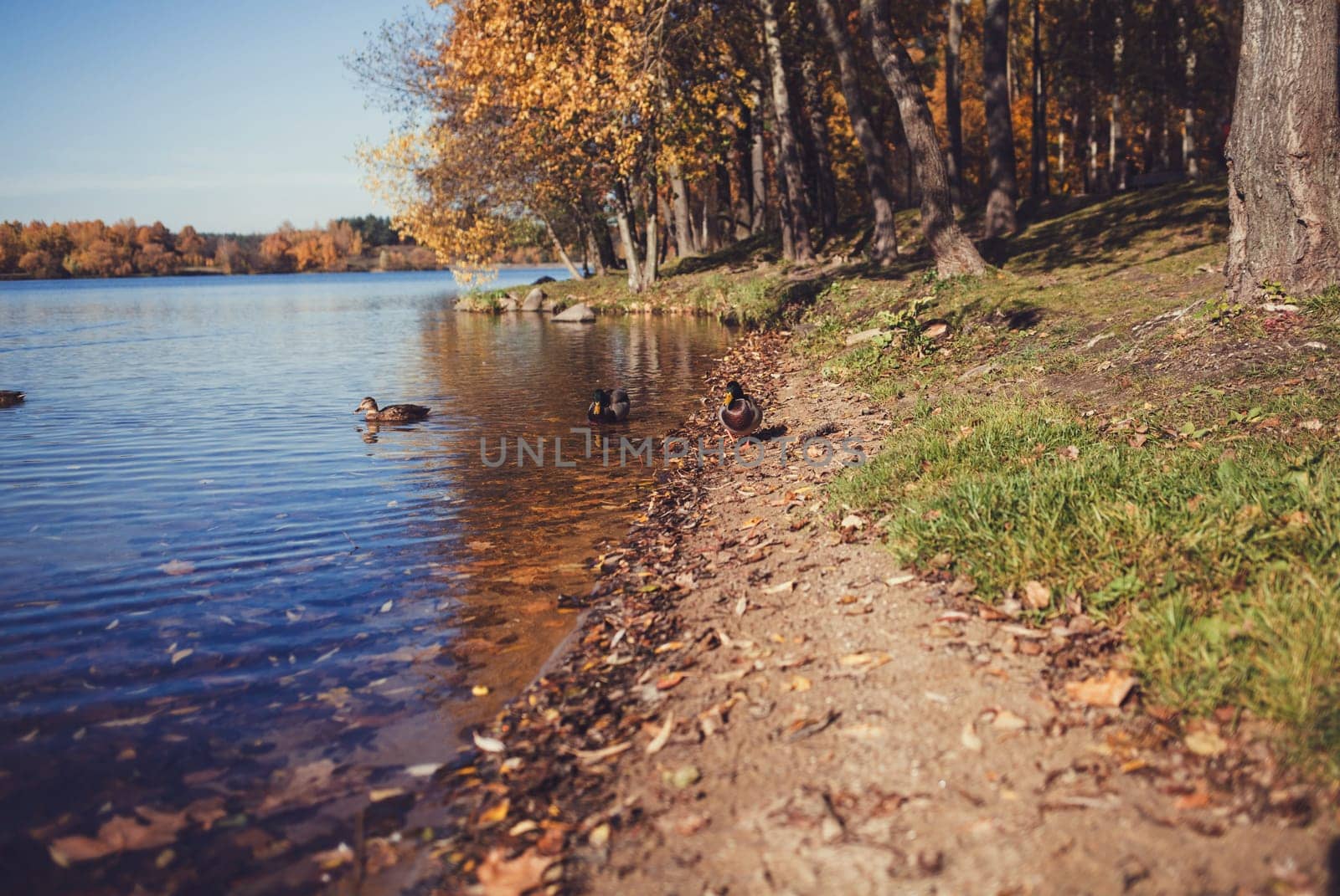 autumn image of a duck in the lake
