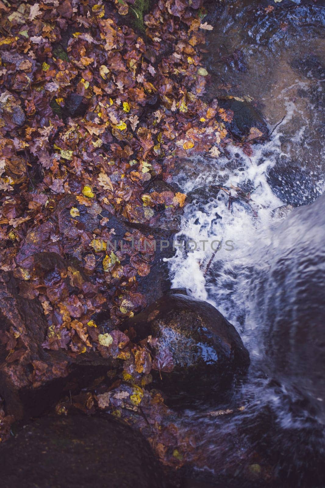 strong water flow in autumn forest