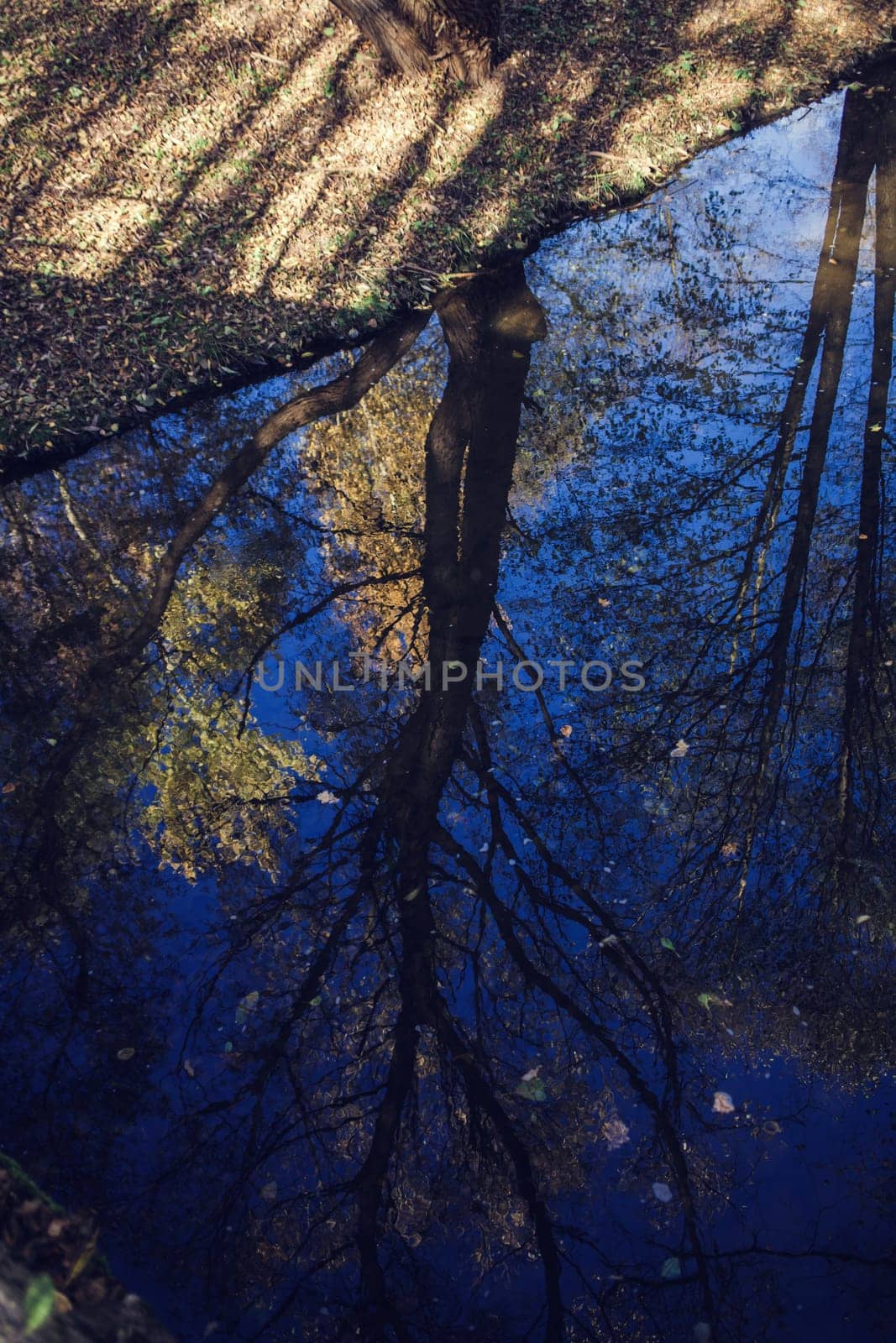 the autumn atmosphere. reflection of a tree in the river