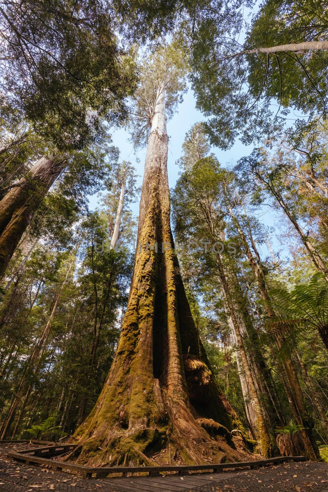 Old Growth Forest in Styx Valley Tasmania Australia by FiledIMAGE