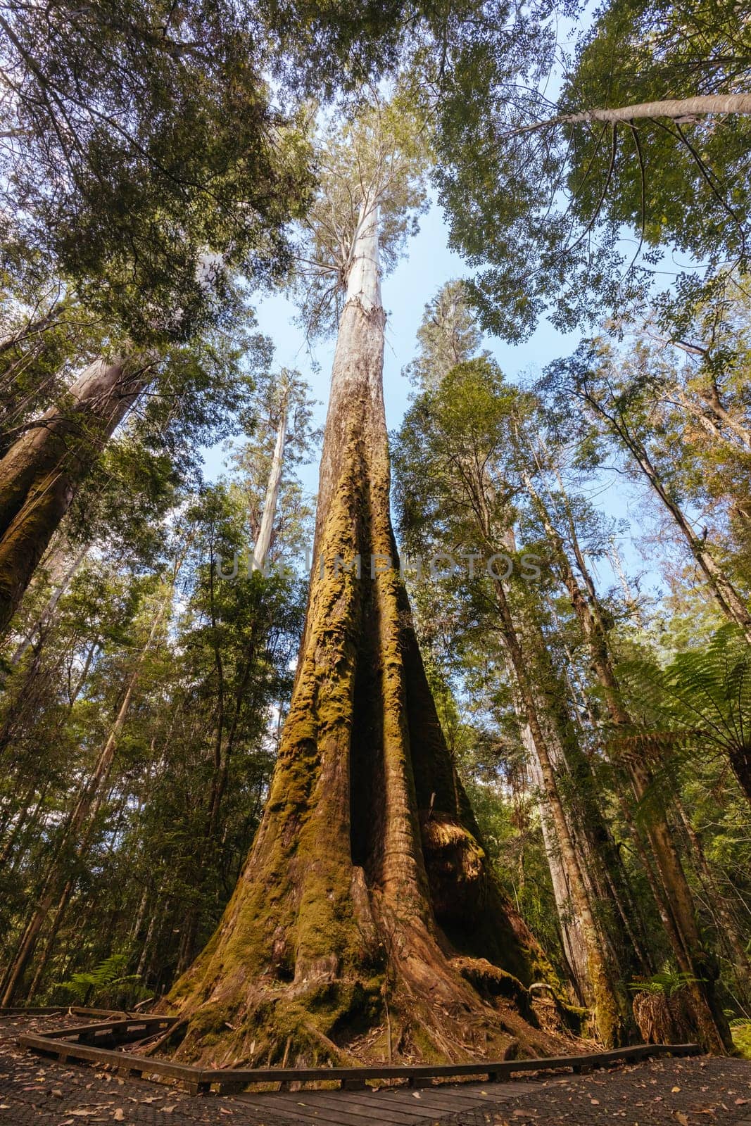 STYX VALLEY, AUSTRALIA - FEBRUARY 20 2024: Landscape of the Styx River area of the Styx Valley near Maydena in Southwest National Park, Tasmania, Australia