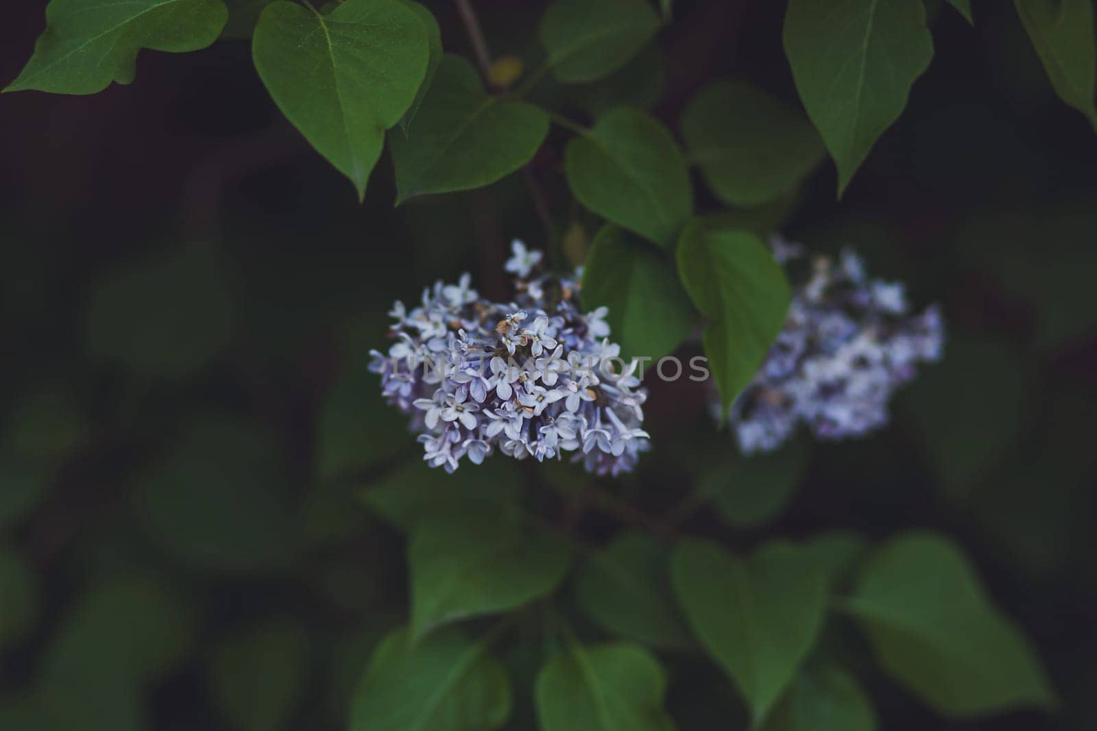 Blooming lilacs. Wallpapers with spring flowers. Soft focus