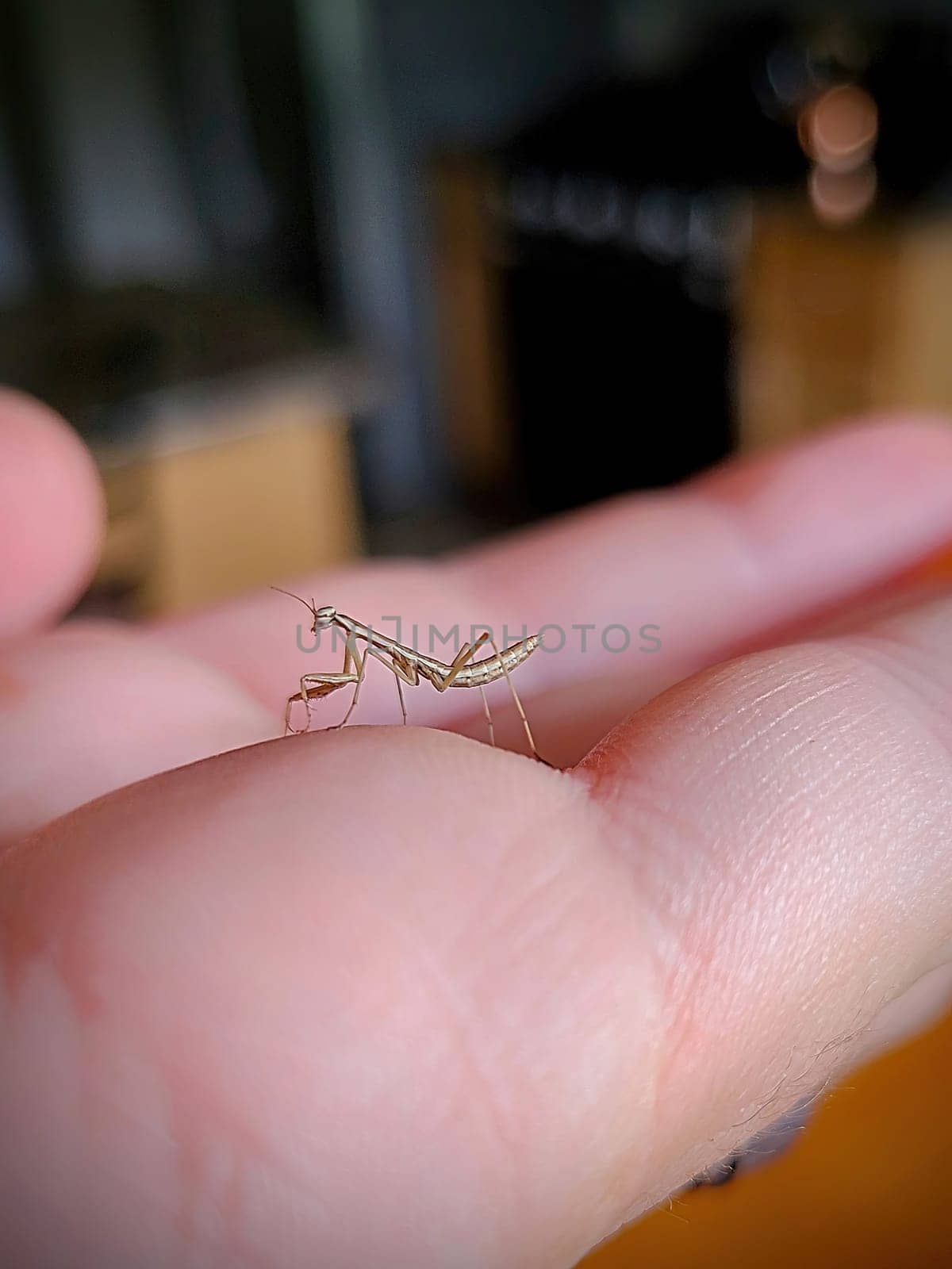 Close-up of human gently interacting with a curious praying mantis in soft indoor lighting in Fort Wayne, Indiana, 2022, highlighting coexistence and nature's intricate beauty.