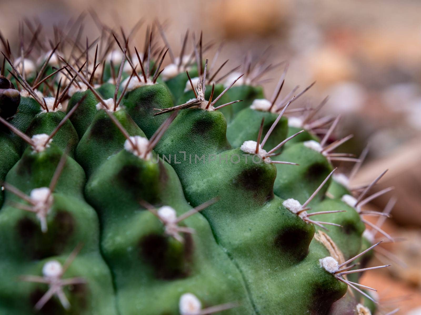 The fluffy tufts and white dot on the lobe of Astrophytum myriostigma Cactus by Satakorn