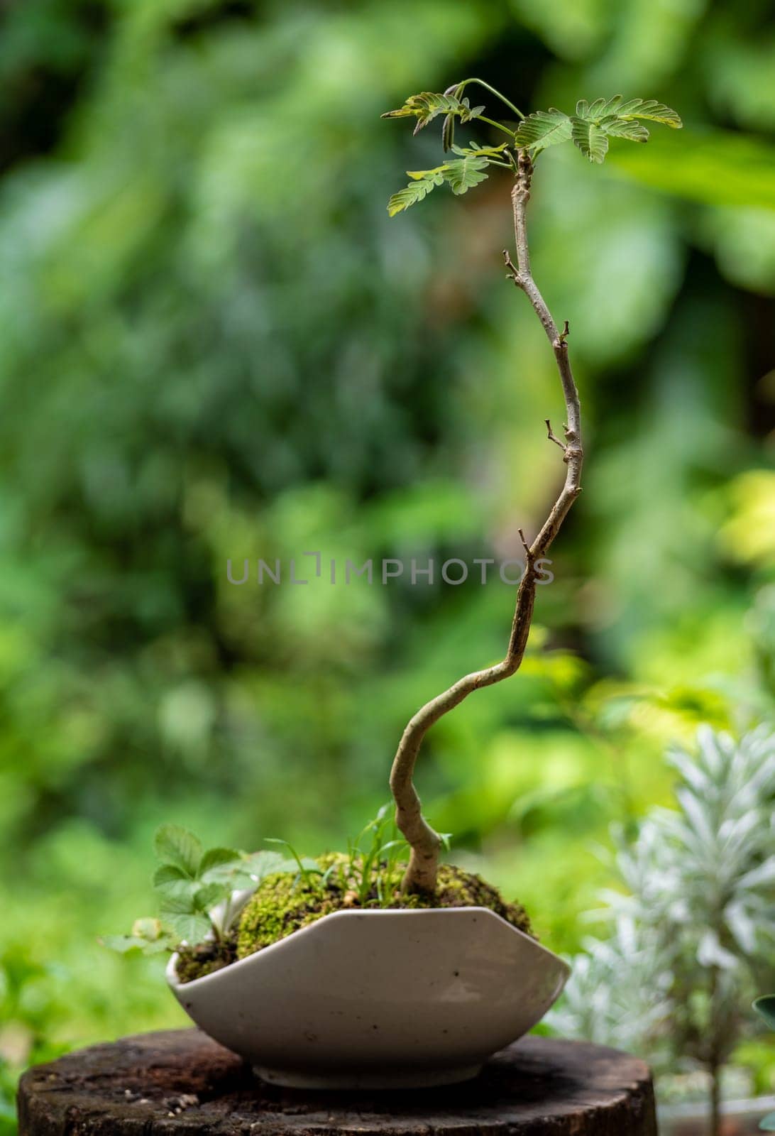 The Small Black siris setting put it in a small pot as a mini bonsai