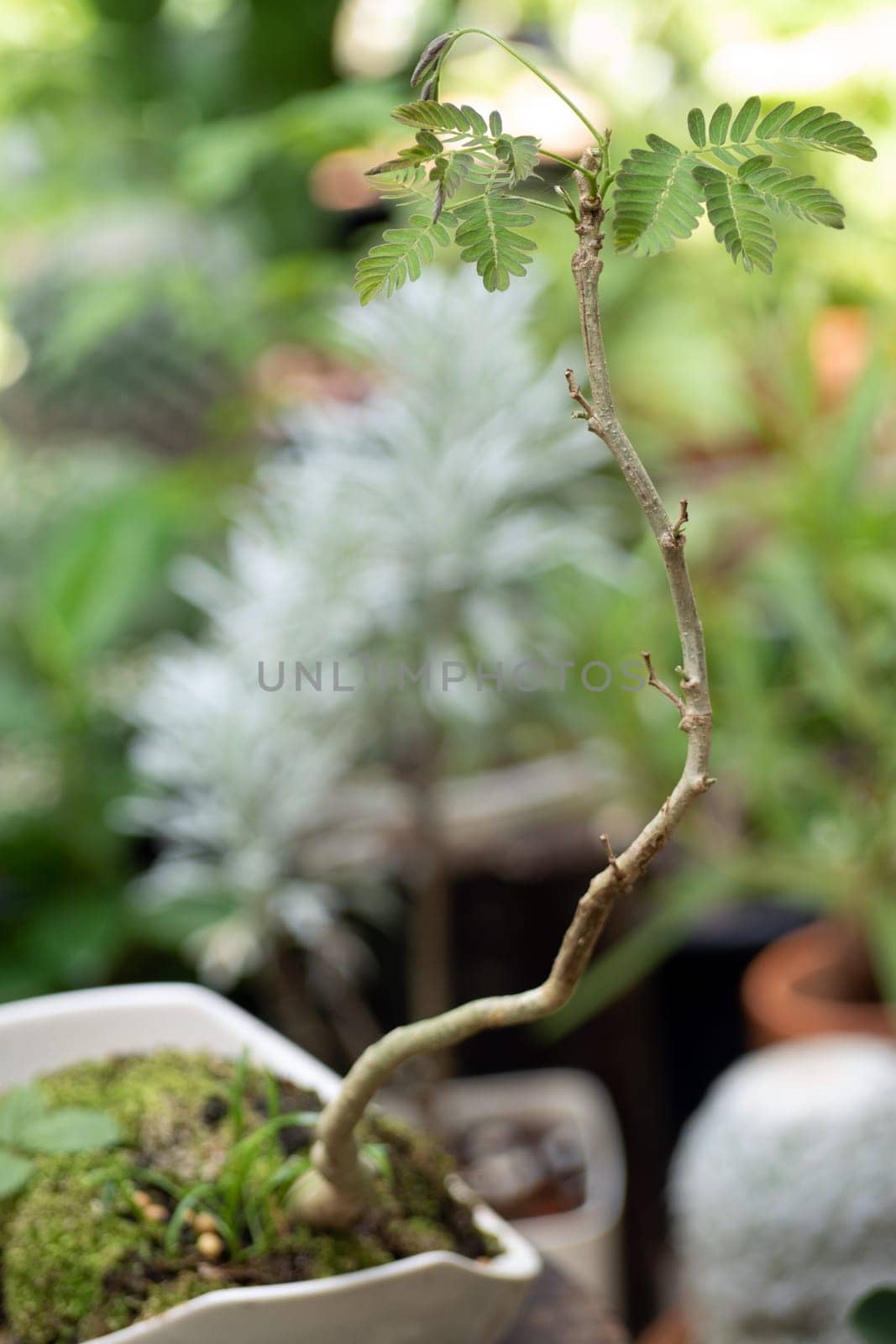 Small tree setting put it in a small pot as a mini bonsai by Satakorn