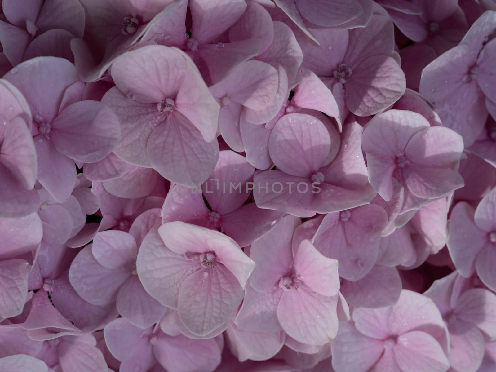 Close-up photo of a bouquet of hydrangeas flowers by Satakorn