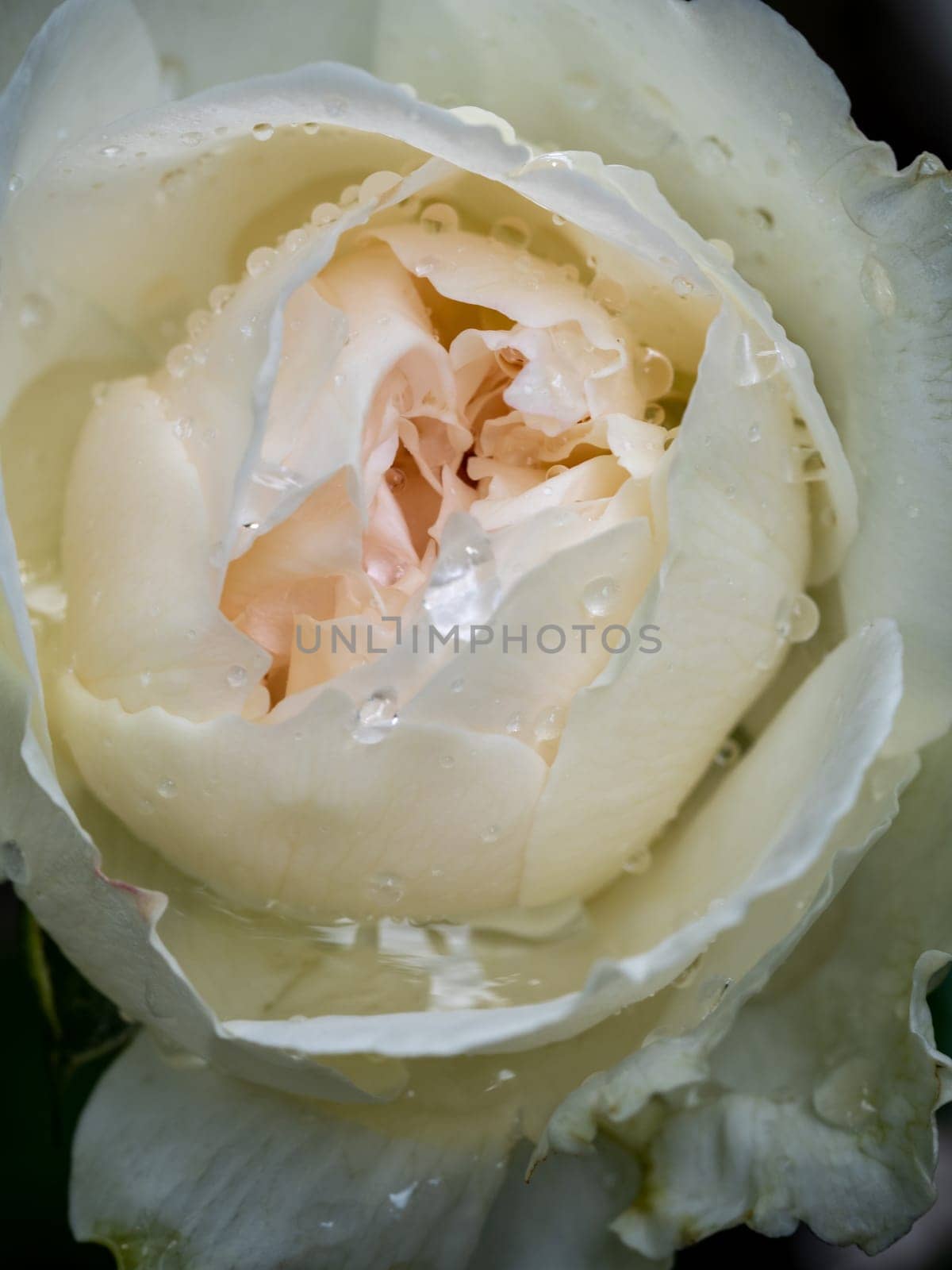 Delicate petals of rose as nature background by Satakorn
