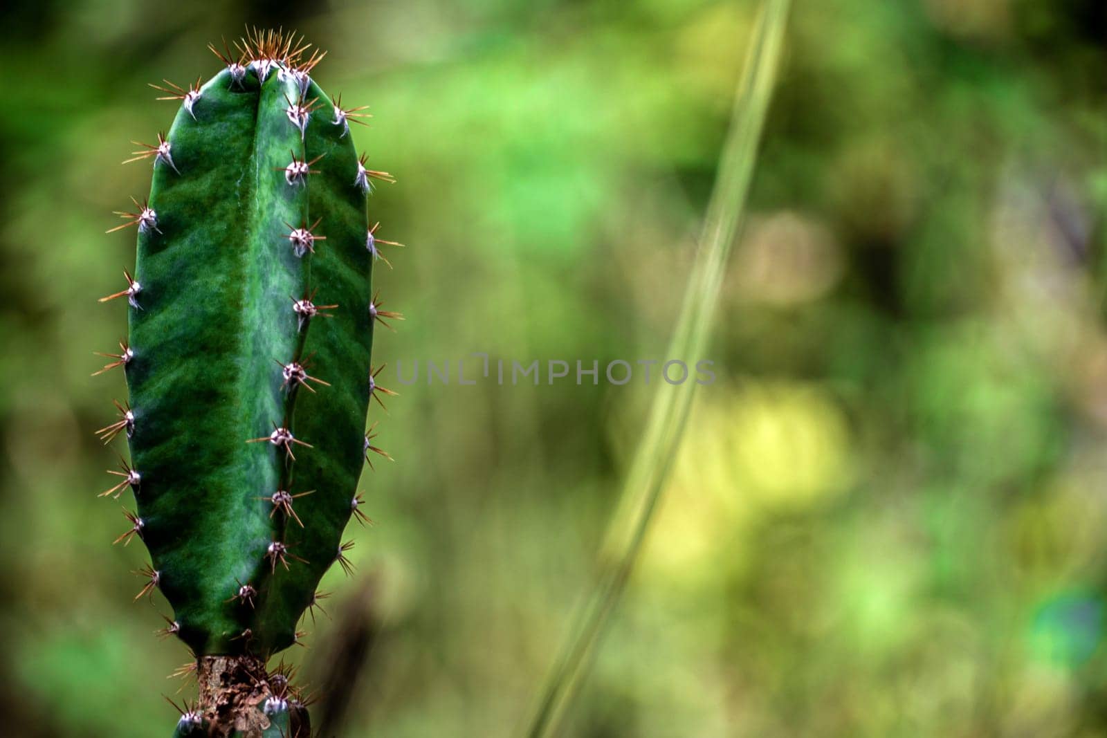 The plump and spiky spines of Cereus Peruvianus cactus by Satakorn
