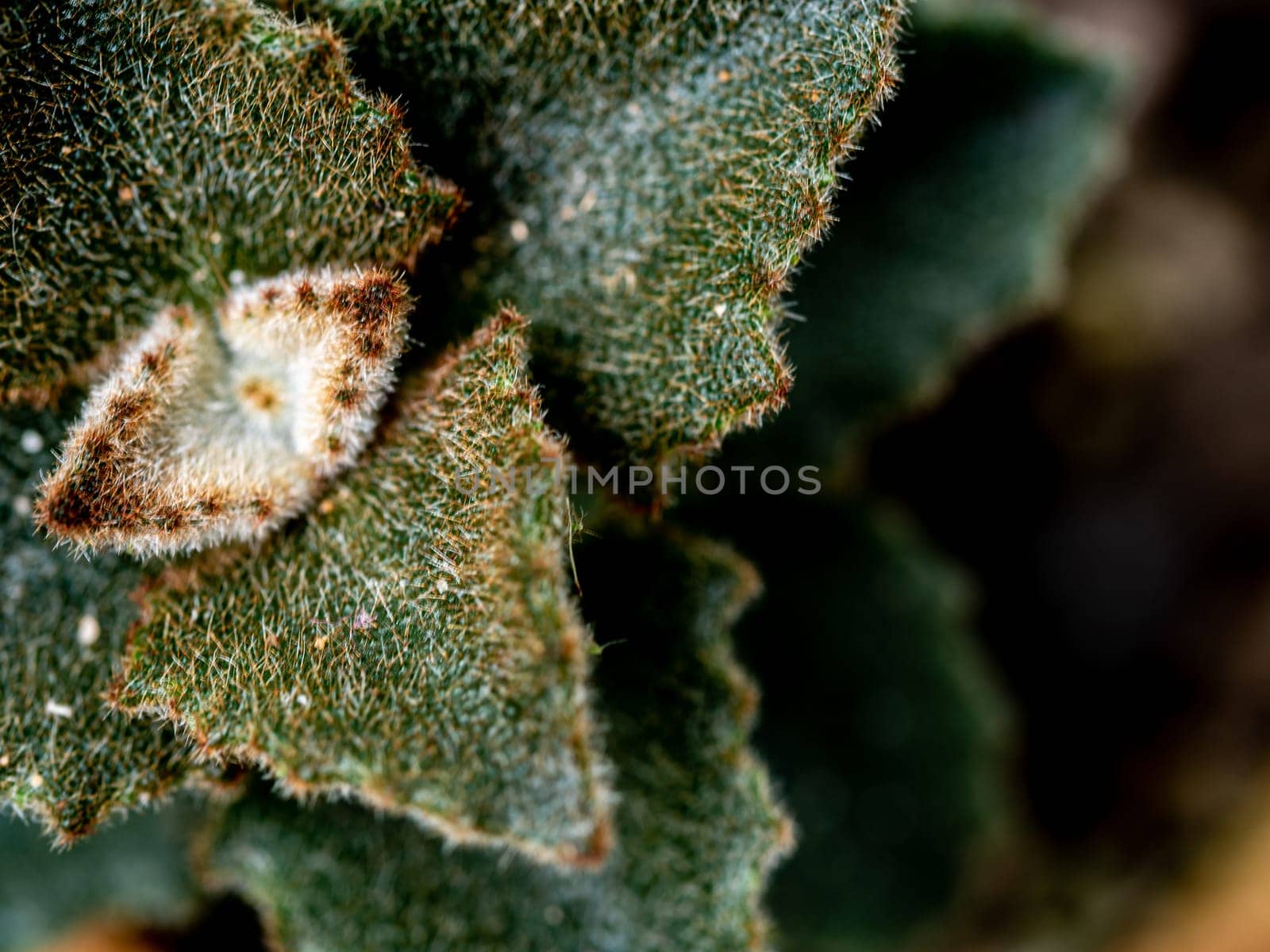 Hazy green and scallop like and thick fur on the leaves surface of Kalanchoe Milliot Succulent plant by Satakorn