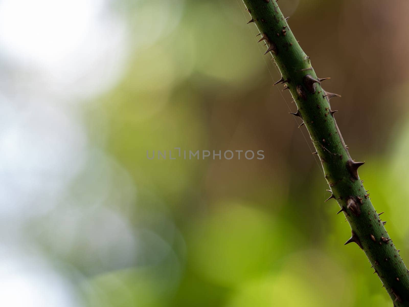 Sharp thorns on the branches of the rose tree by Satakorn