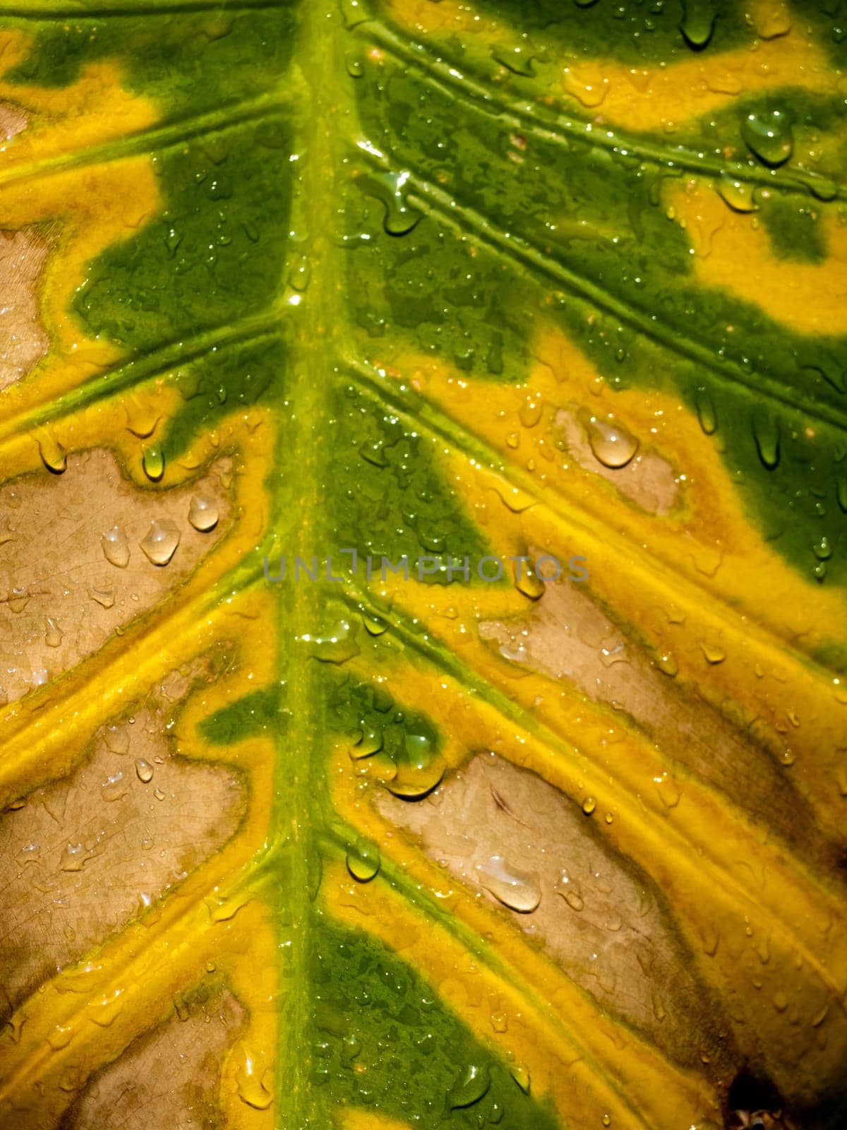 The wounded surface of a withering Alocasia leaf by Satakorn