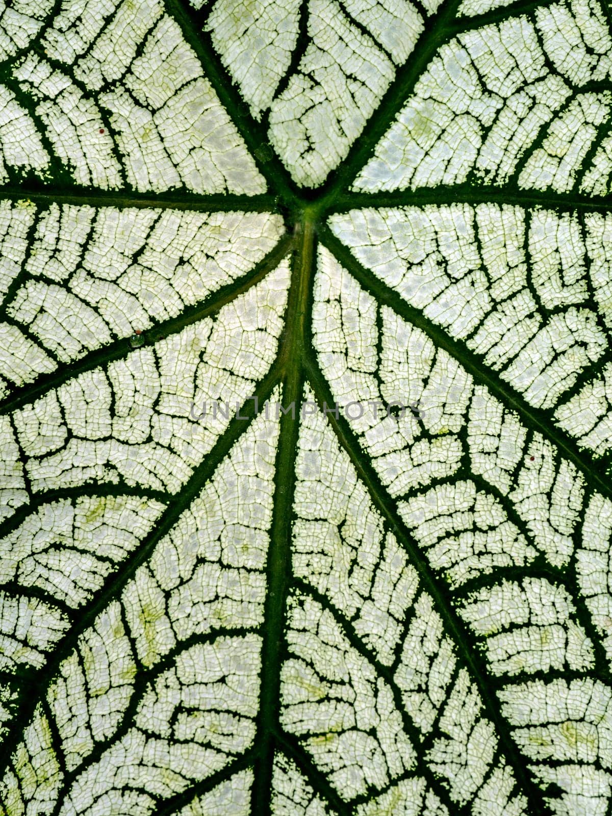 The green pattern on the white surface on the leaf of Caladium bicolor