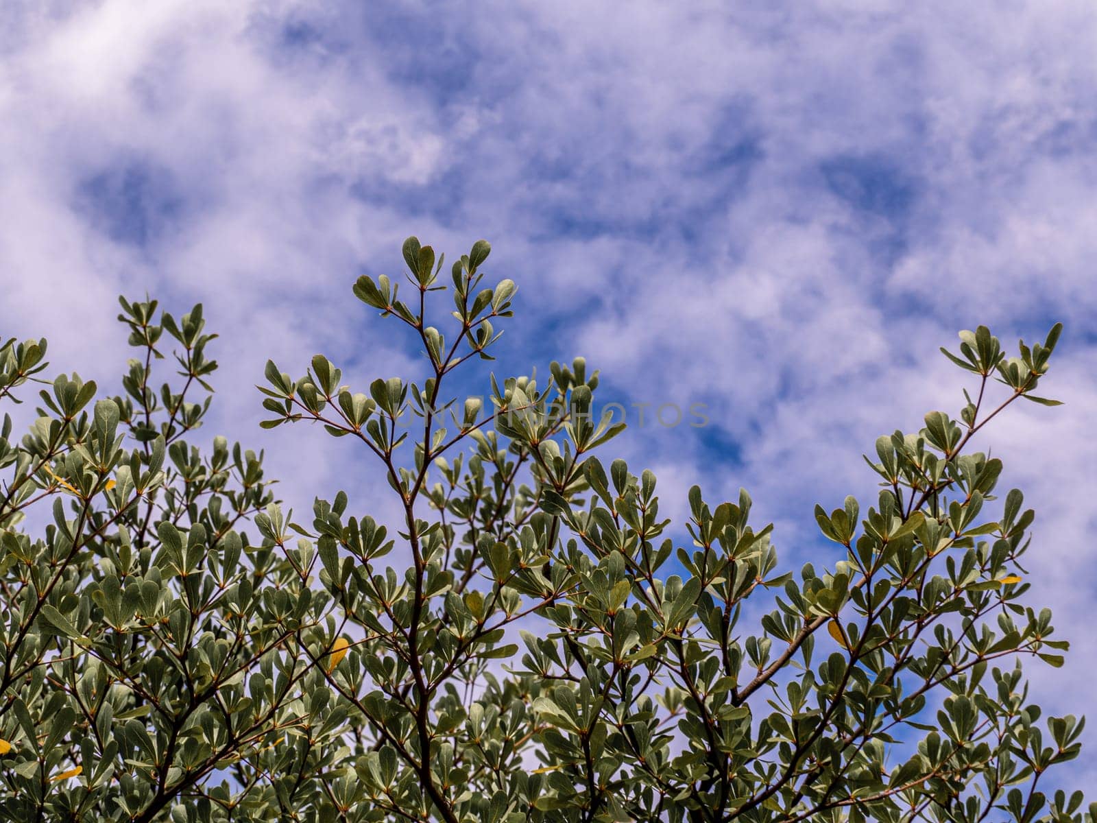 Ivory Coast almond leaves and the cloud in the blue sky by Satakorn