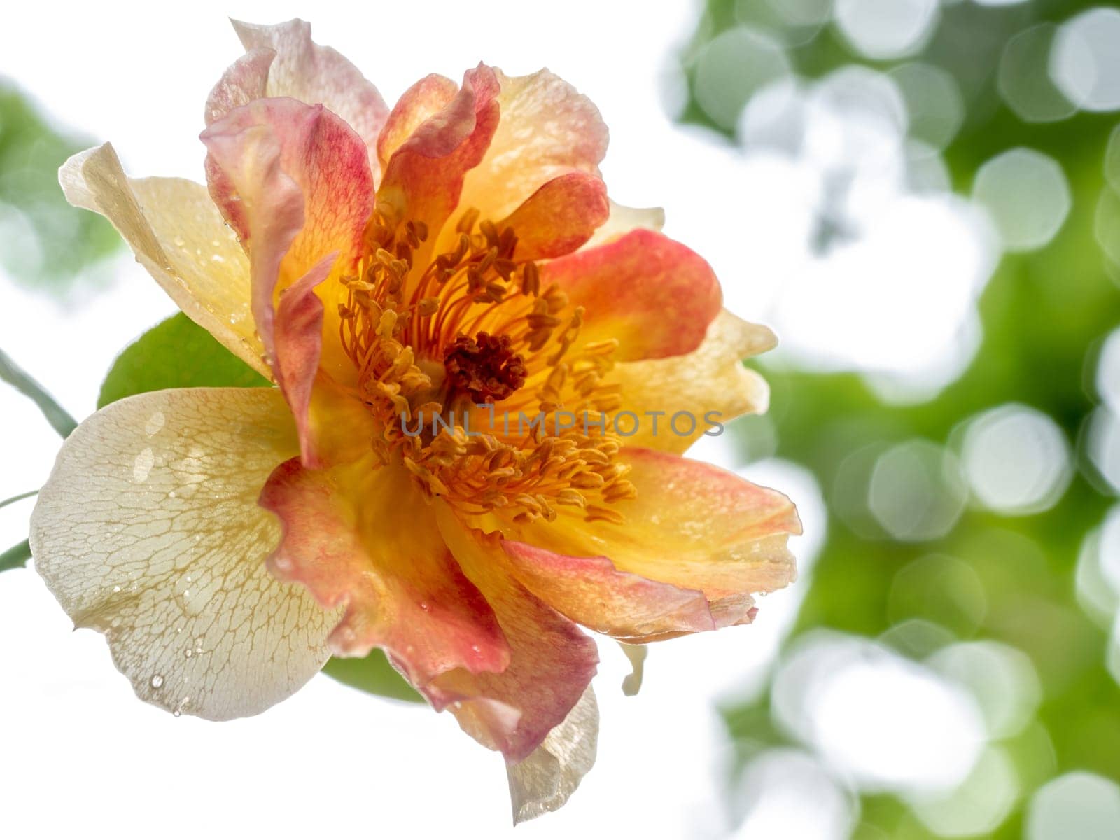 Shape and colors of La Parisienne roses that blooming in Tropical climates