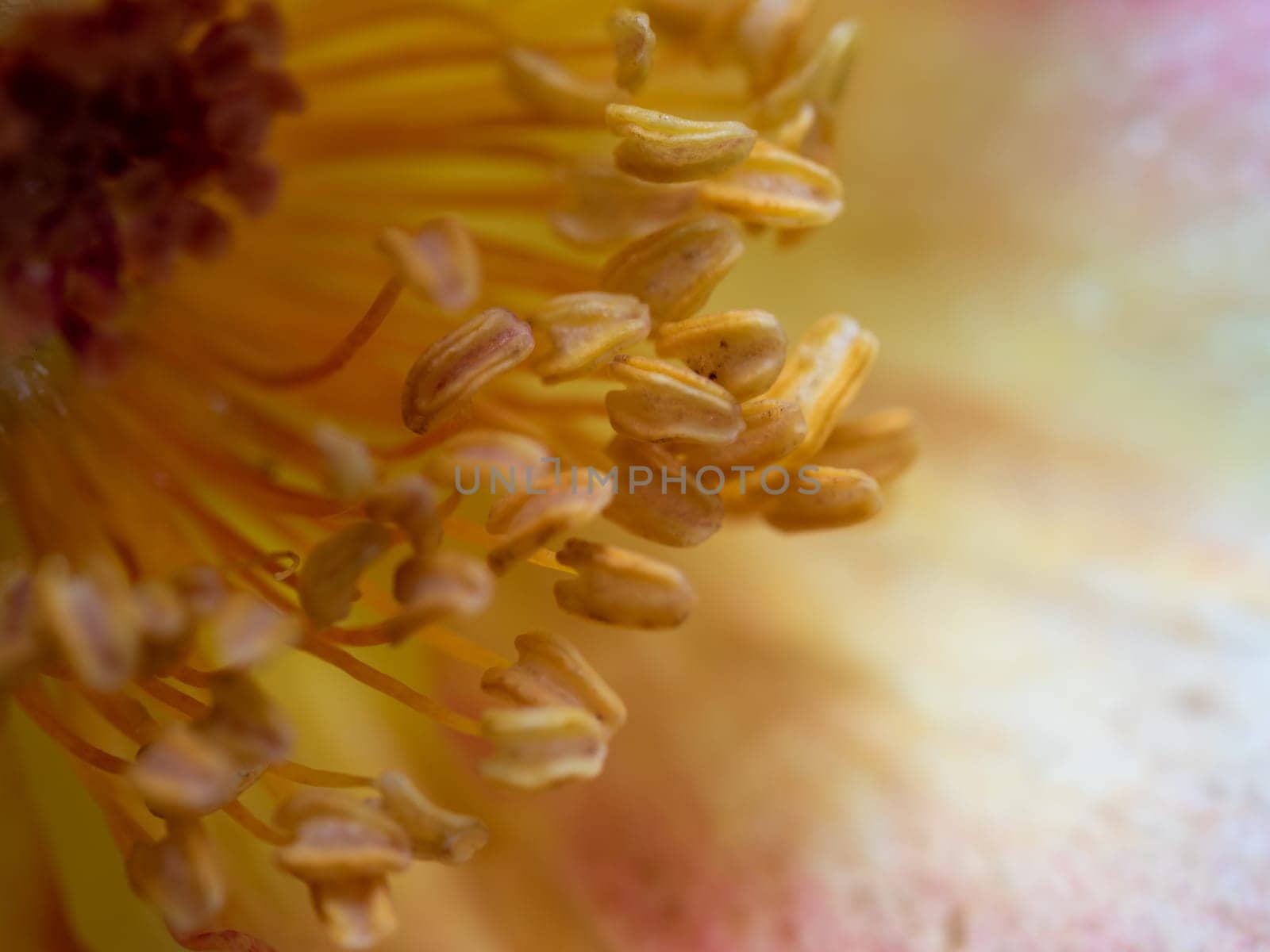 Close-up delicate La Parisienne rose pollens and petals as nature background