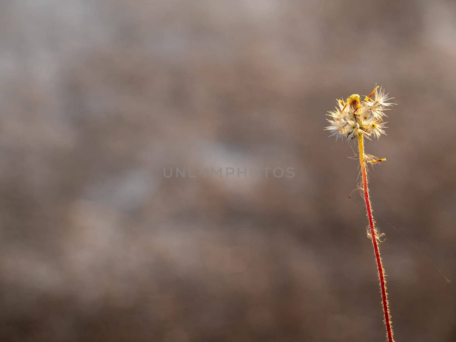 The seed of a Tridax Daisy flower when withering by Satakorn