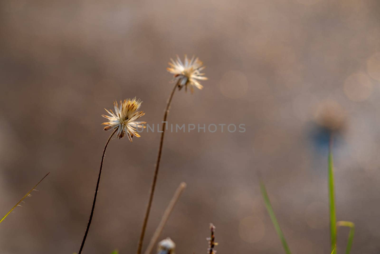Close-up shot the dried Tridax Daisy flower by Satakorn