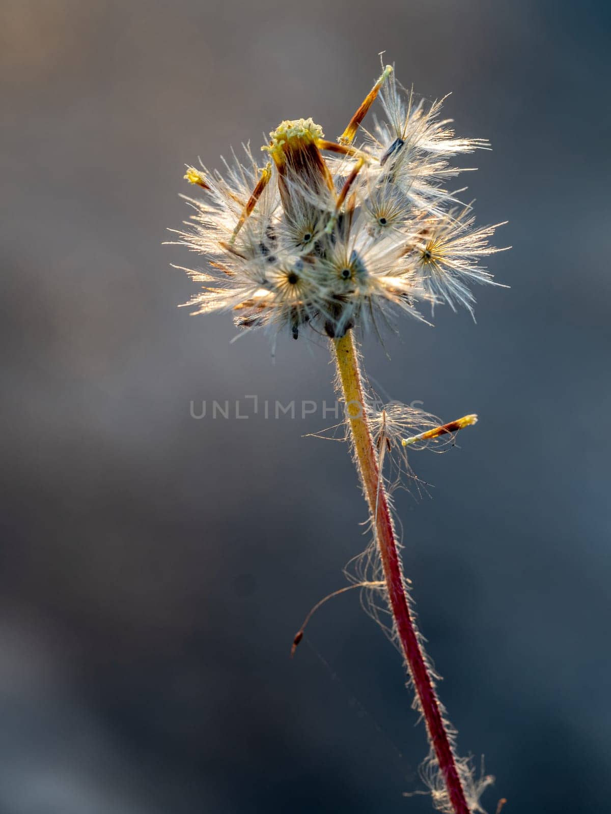 The seed of a Tridax Daisy flower when withering by Satakorn