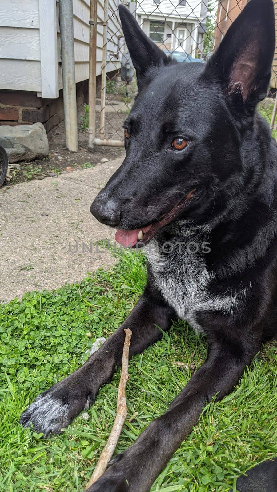 Attentive black dog ready to play in a sunny backyard, exuding happiness and companionship