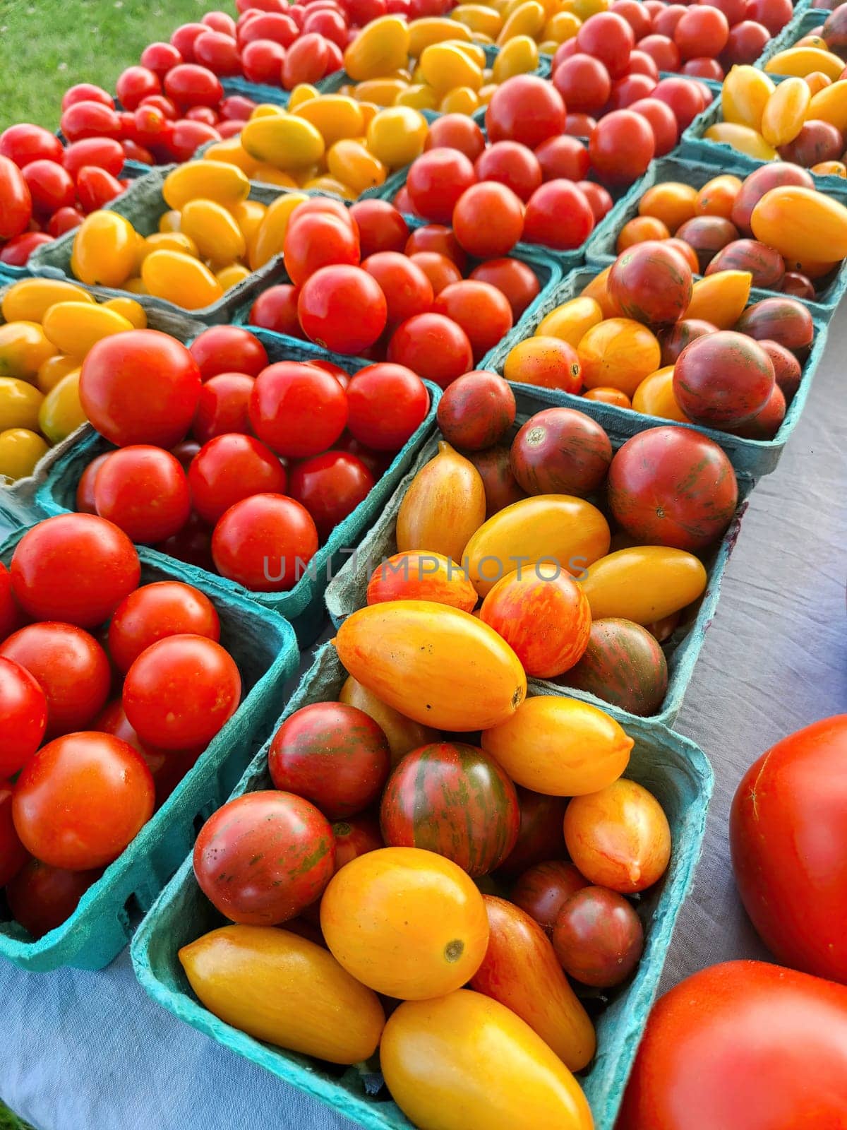 Vibrant display of diverse tomato varieties at a sunny Fort Wayne, Indiana farmers market in 2022