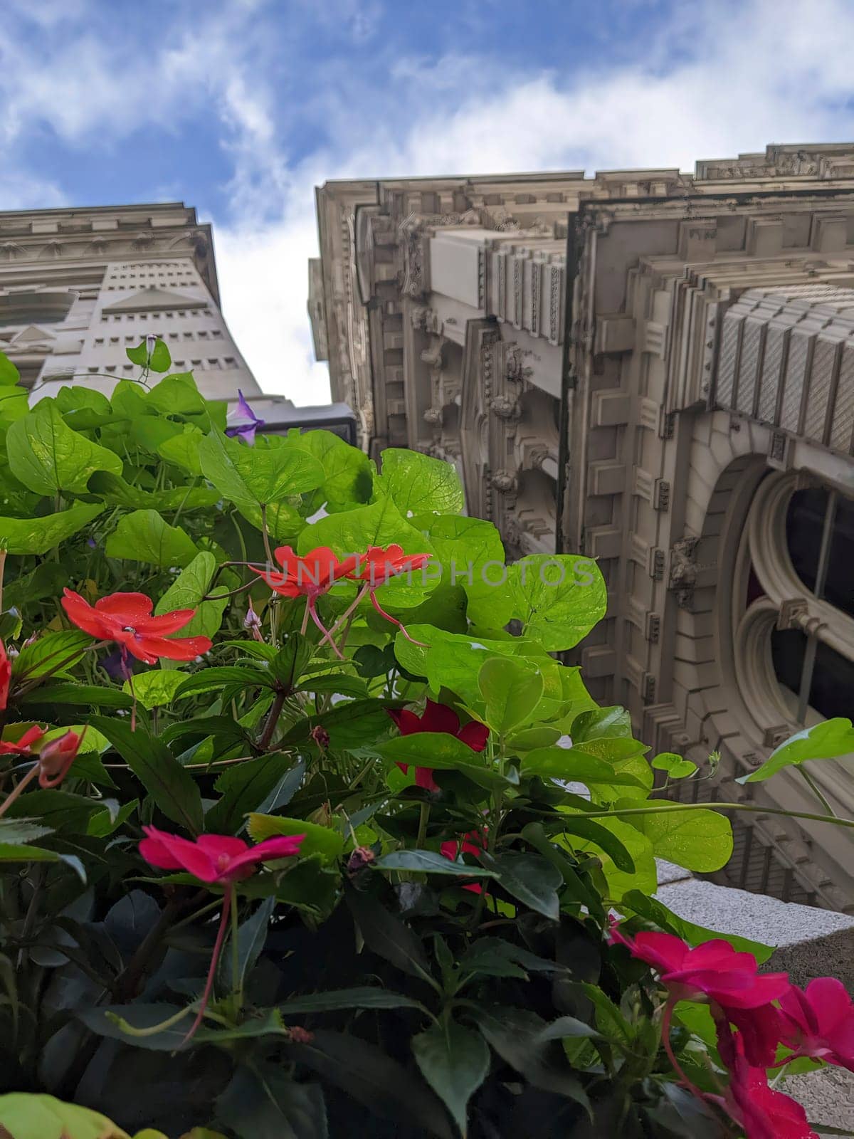 Vibrant flowers meet historic Chicago architecture under a clear sky, a symbol of urban renewal and nature-city harmony in Illinois