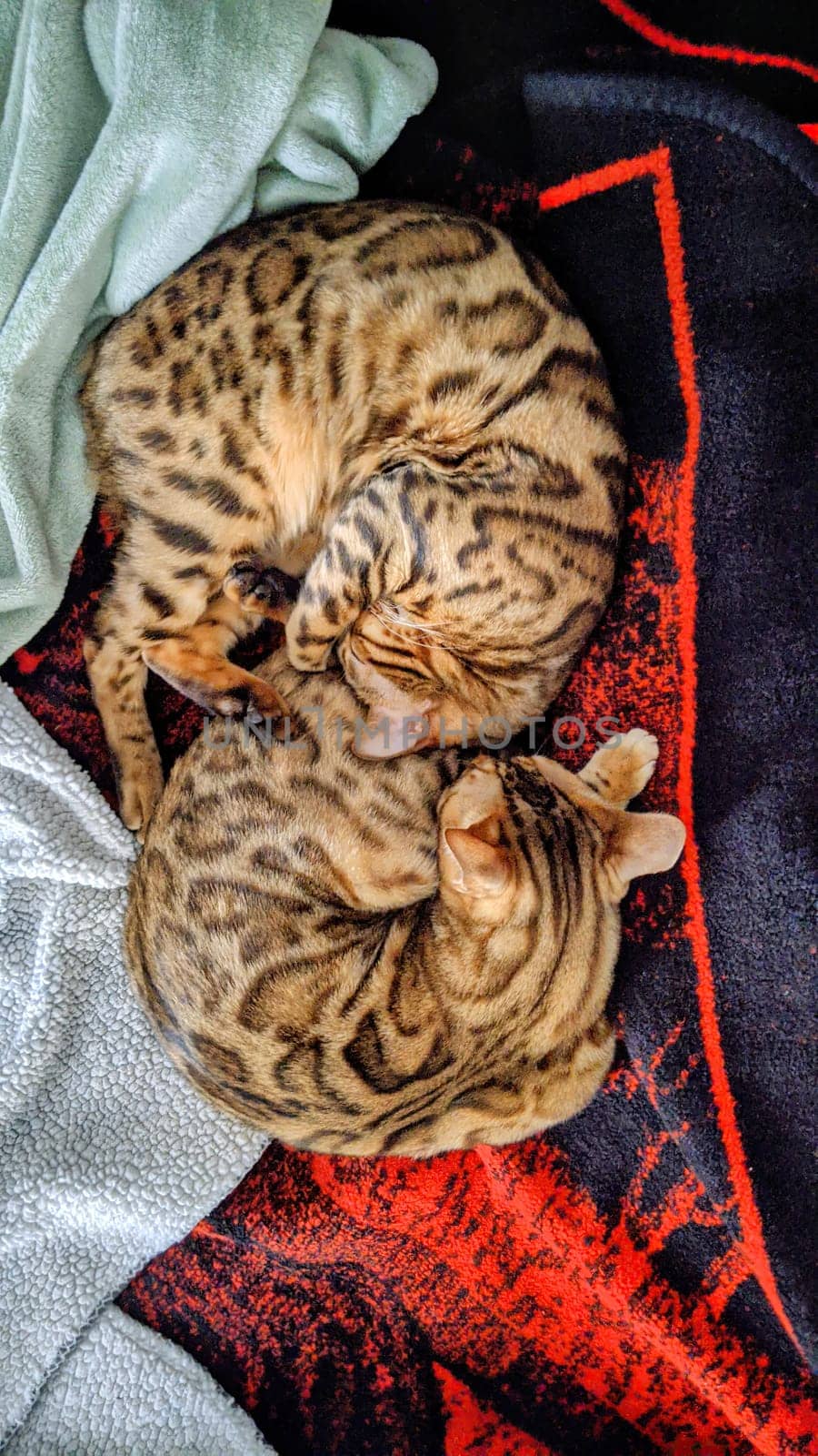 Bengal Cats in Harmony: Yin-Yang Cuddle on Vibrant Blanket in Fort Wayne, Indiana, 2021