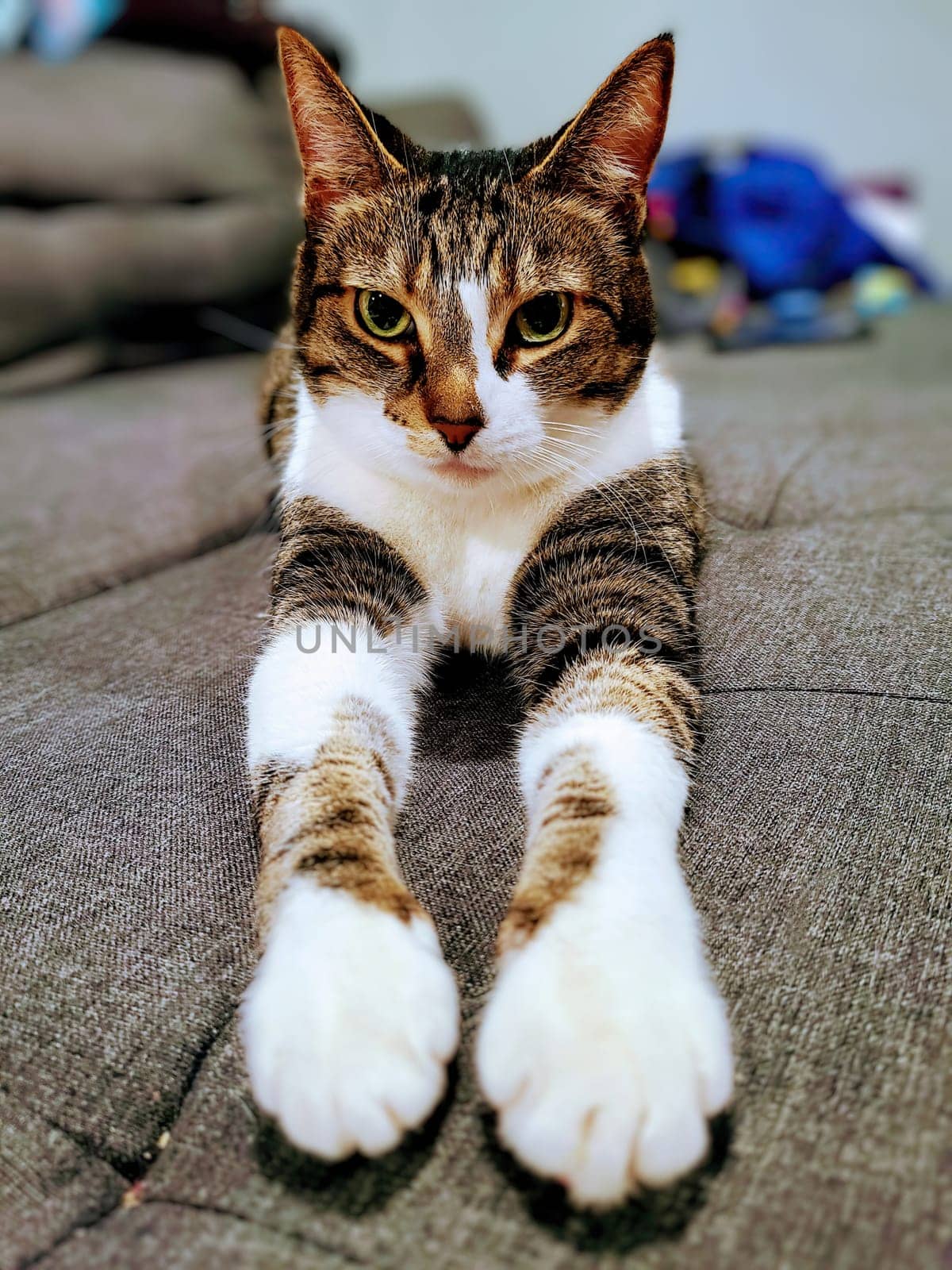 Engaging tabby cat lounging at home in Fort Wayne, Indiana - a showcase of pet companionship in 2023